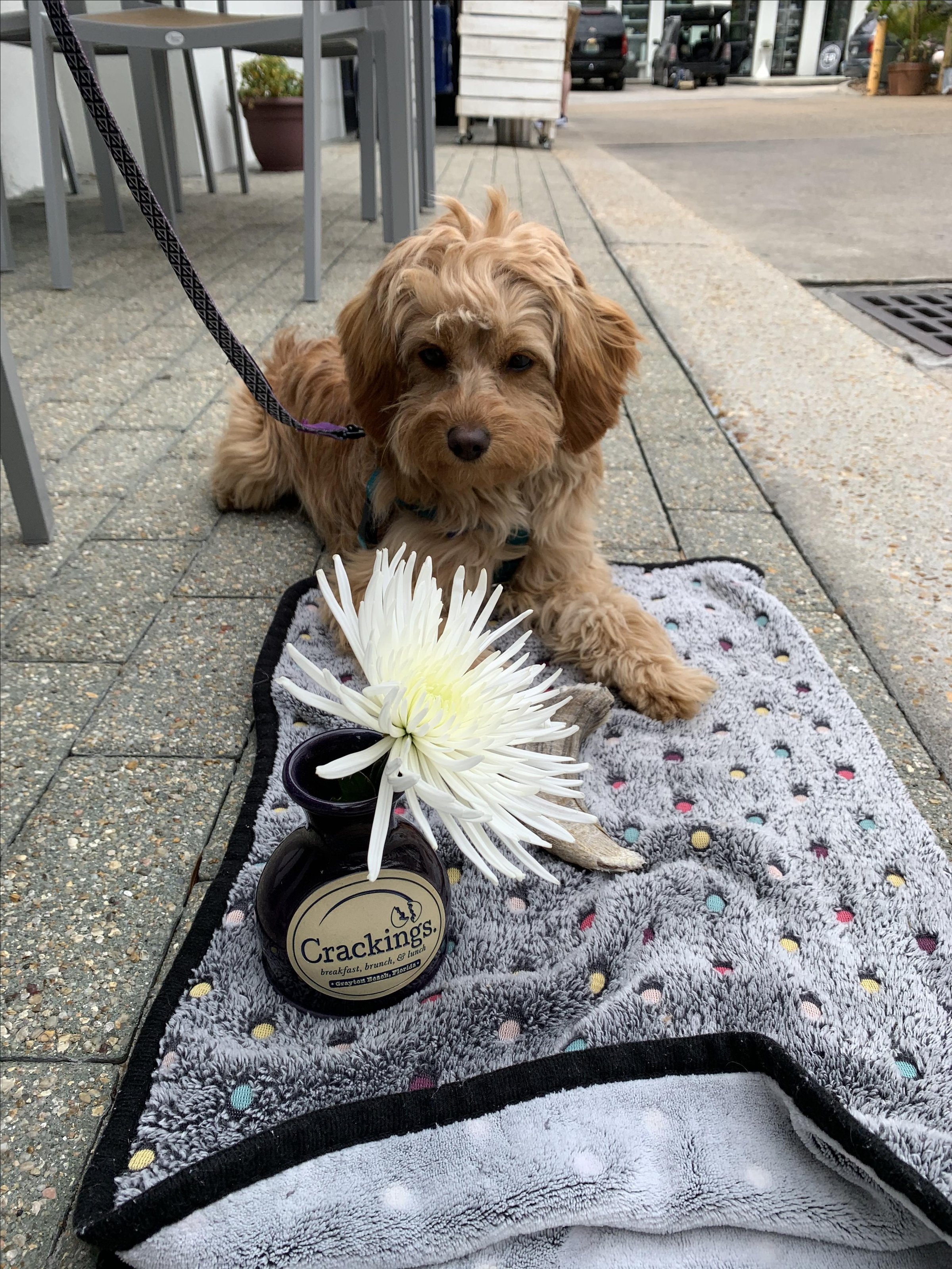 Pet Friendly Crackings