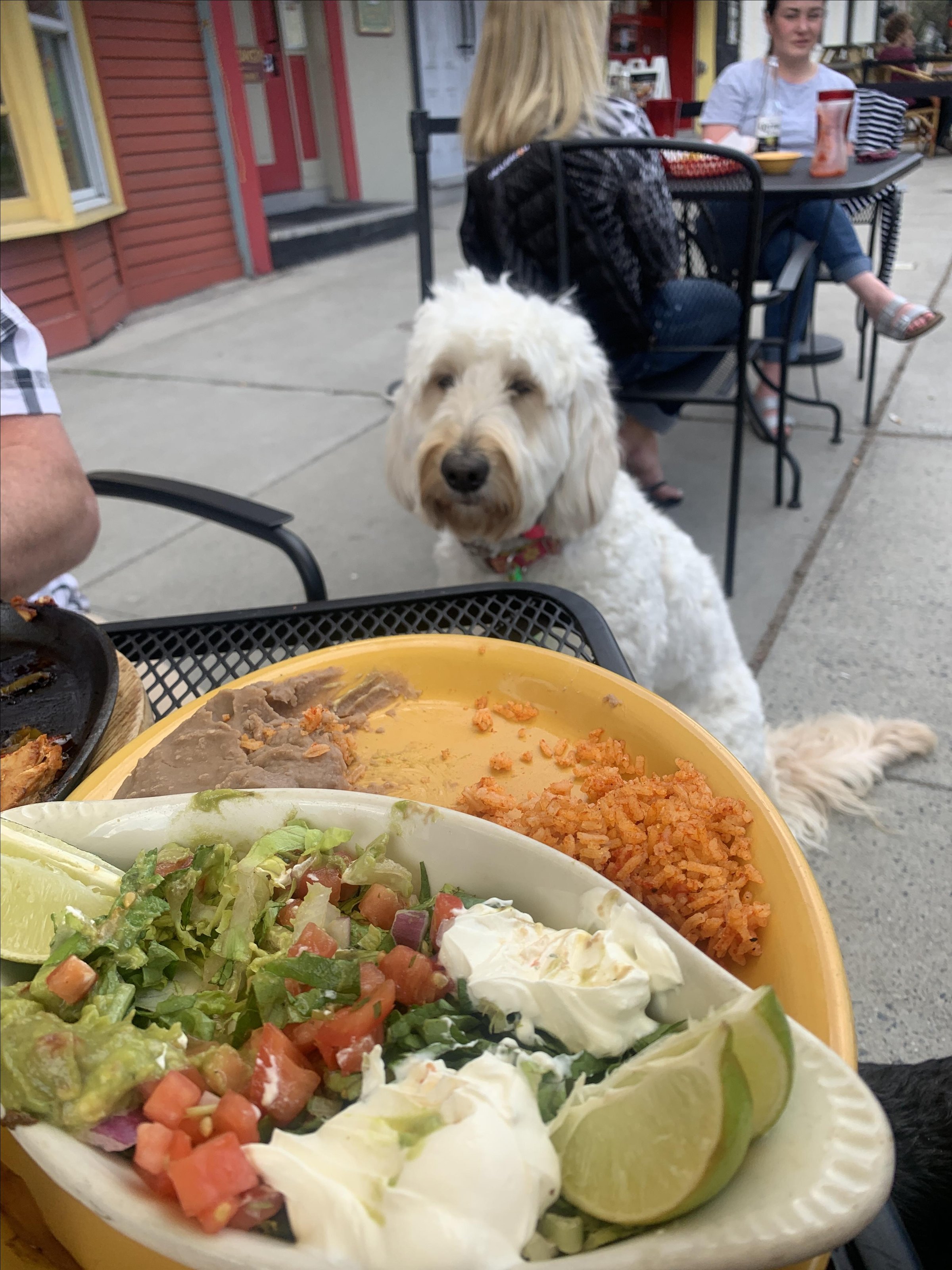 Pet Friendly El Gato Cantina