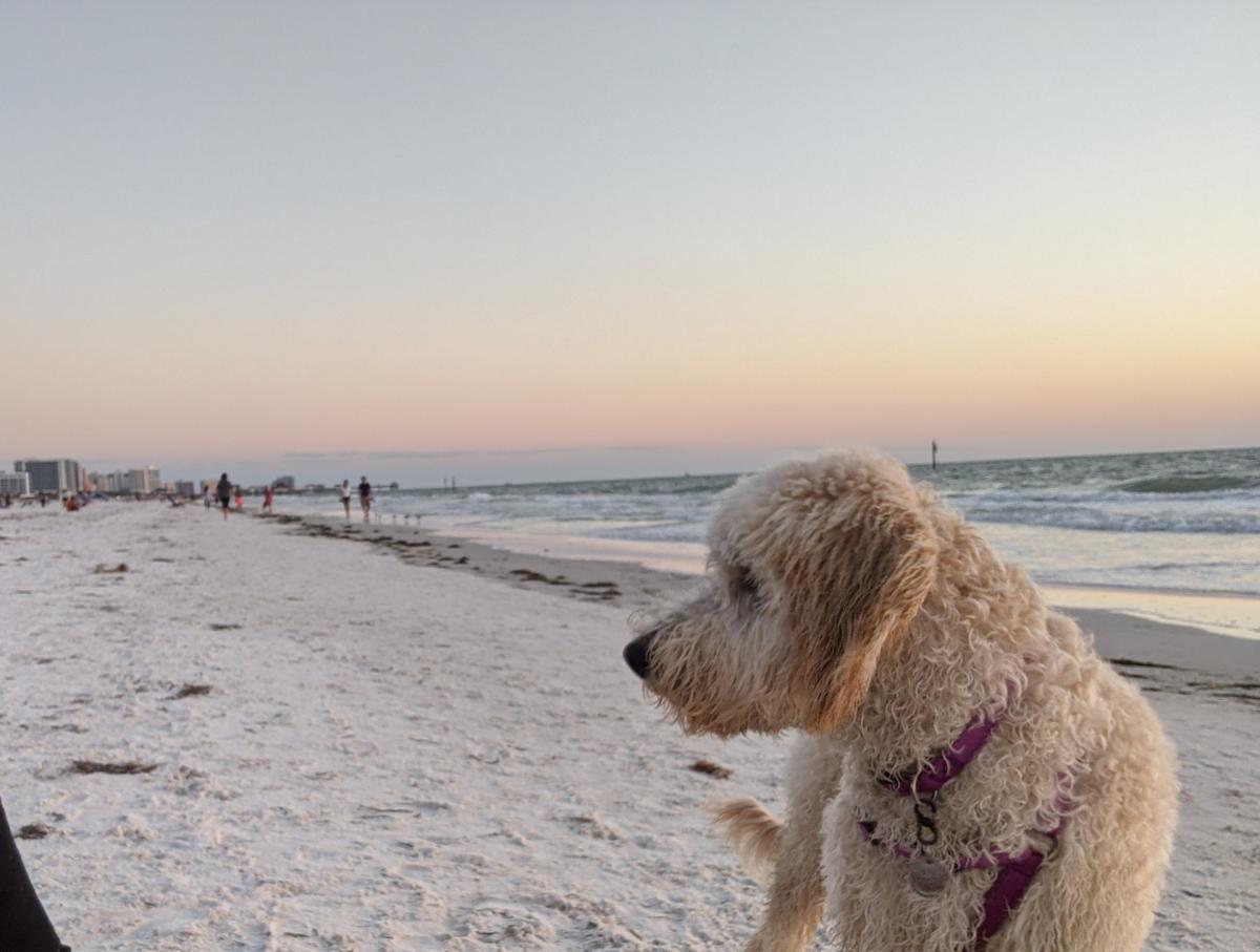 are dogs allowed on north clearwater beach