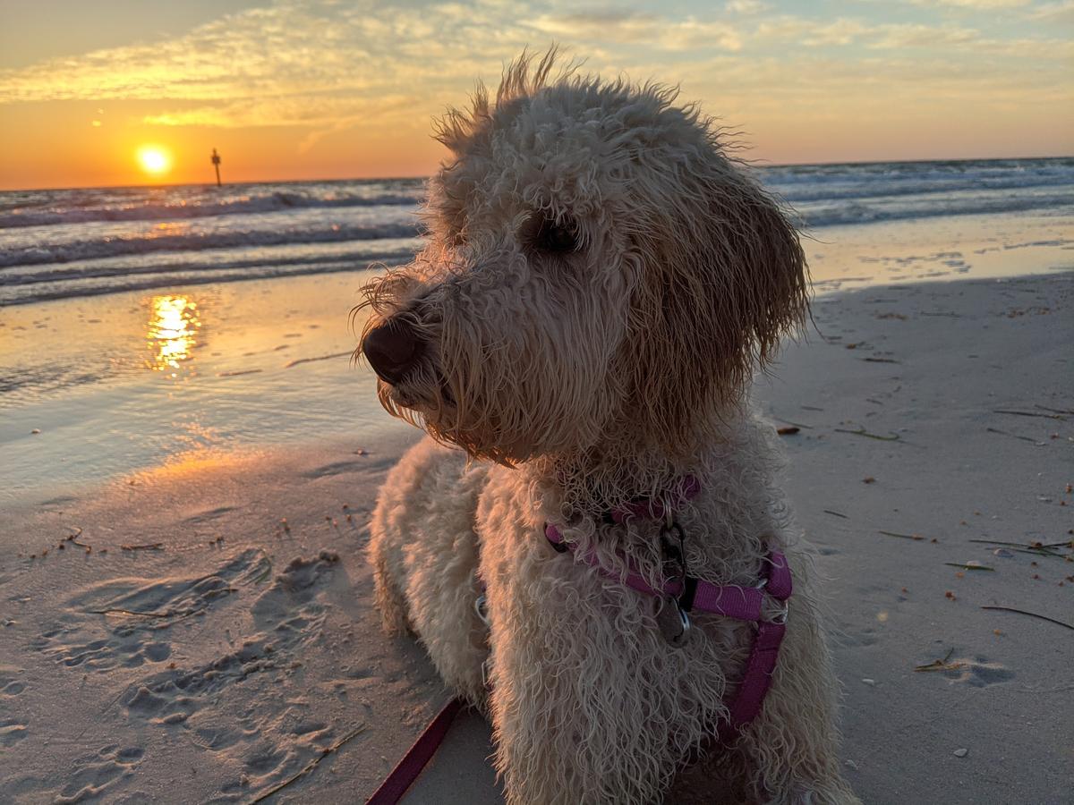 are dogs allowed on north clearwater beach