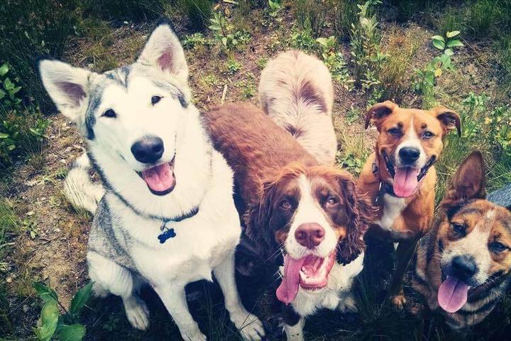 Pet Friendly South Hound - Dog Walking & Trail Park Hikes