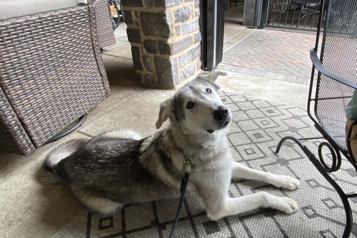 Pet Friendly BBC Tavern and Grill