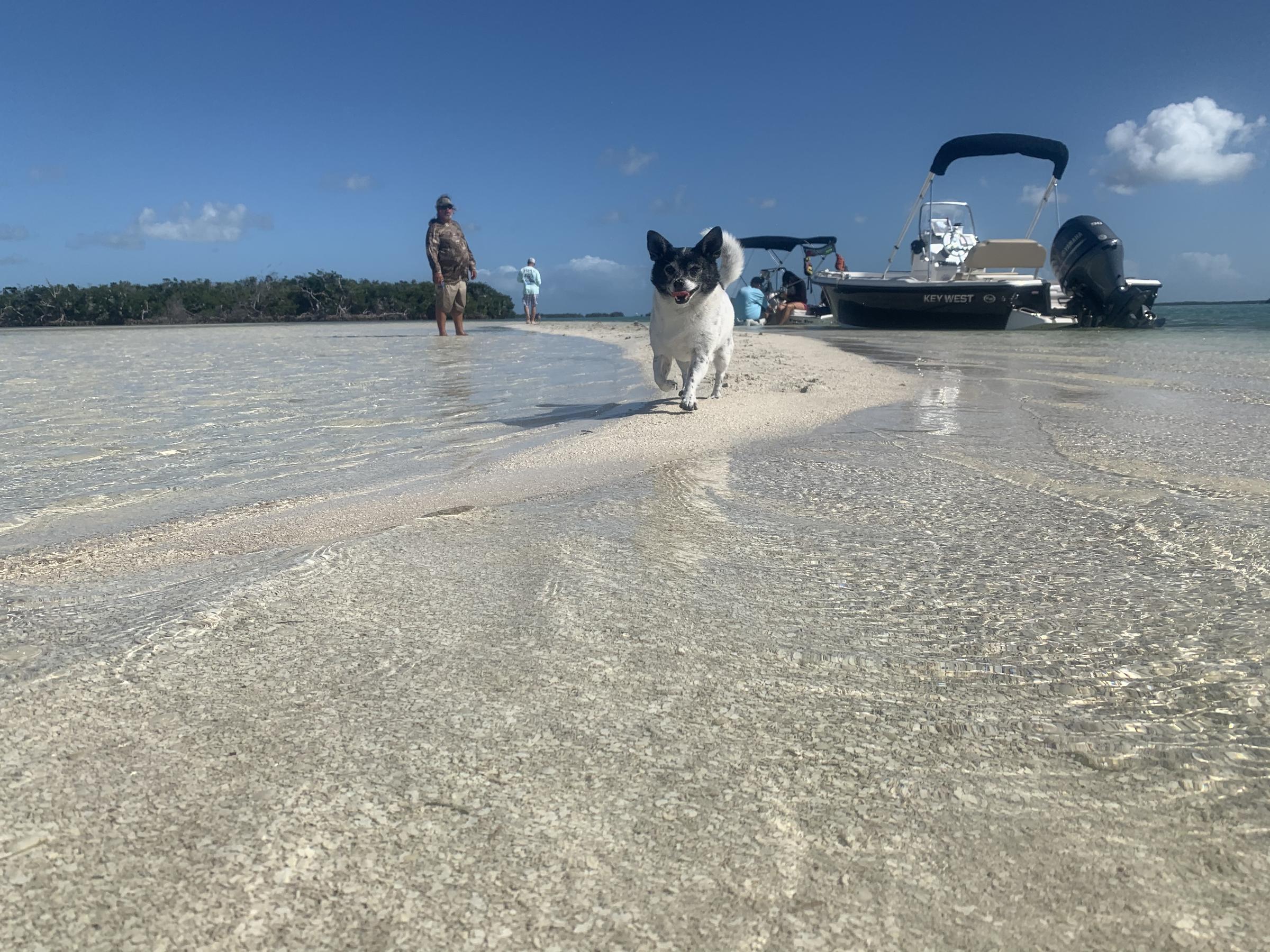 Dog Friendly Activities in Key West, FL - BringFido