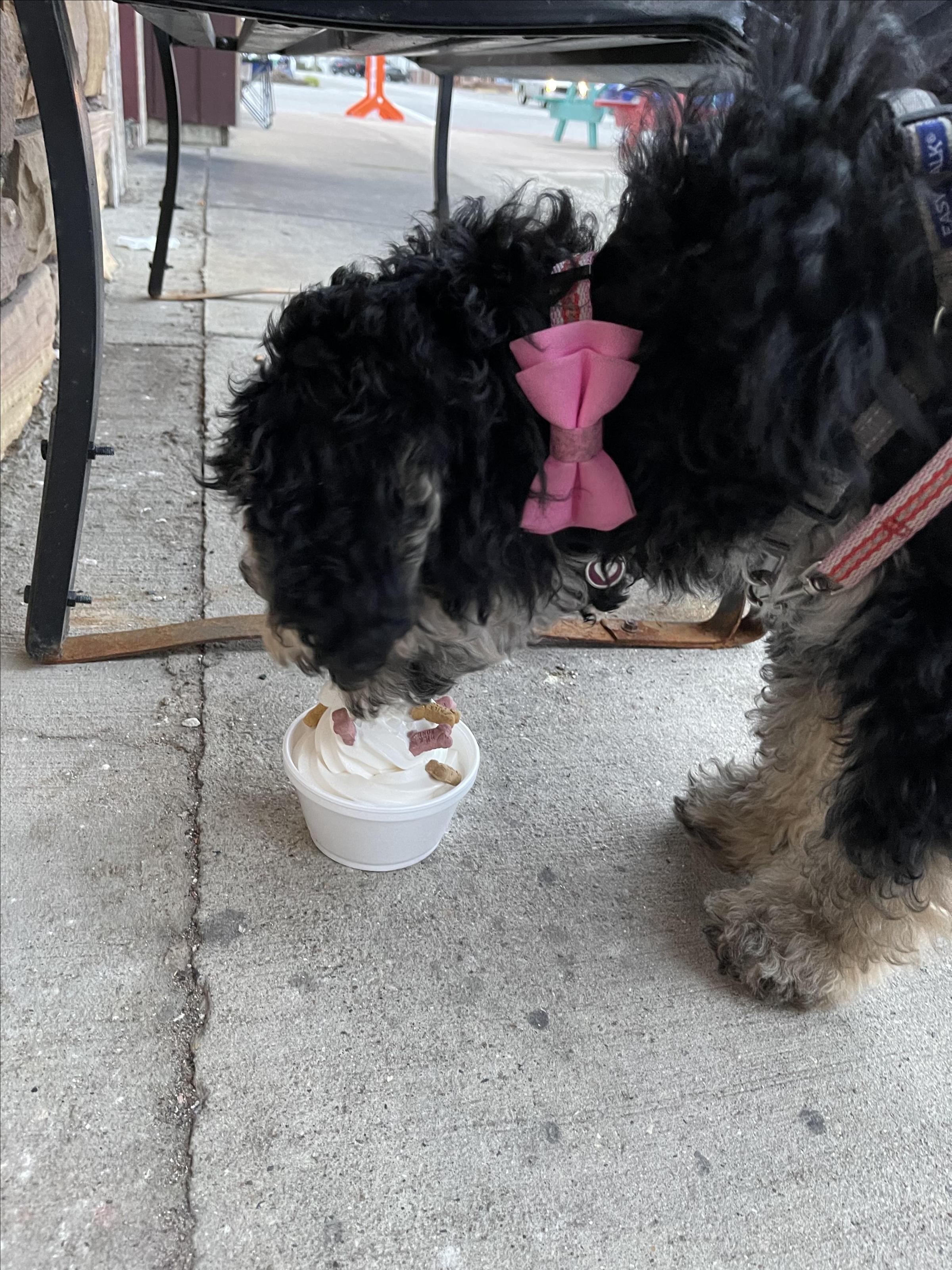 Pet Friendly Malt Shoppe
