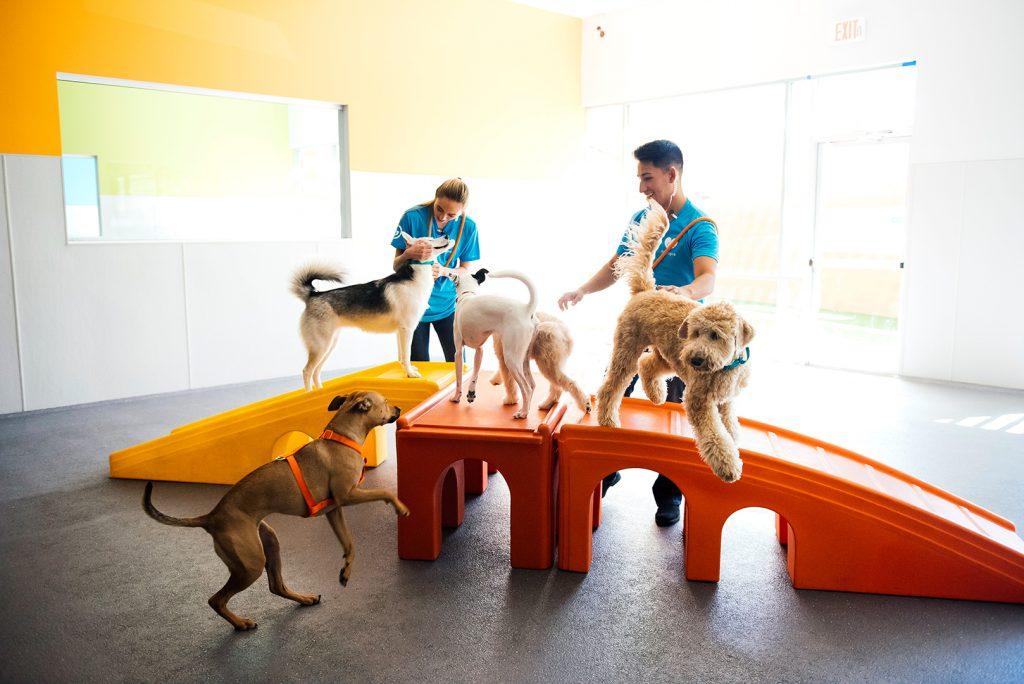 Town and sale country doggy daycare