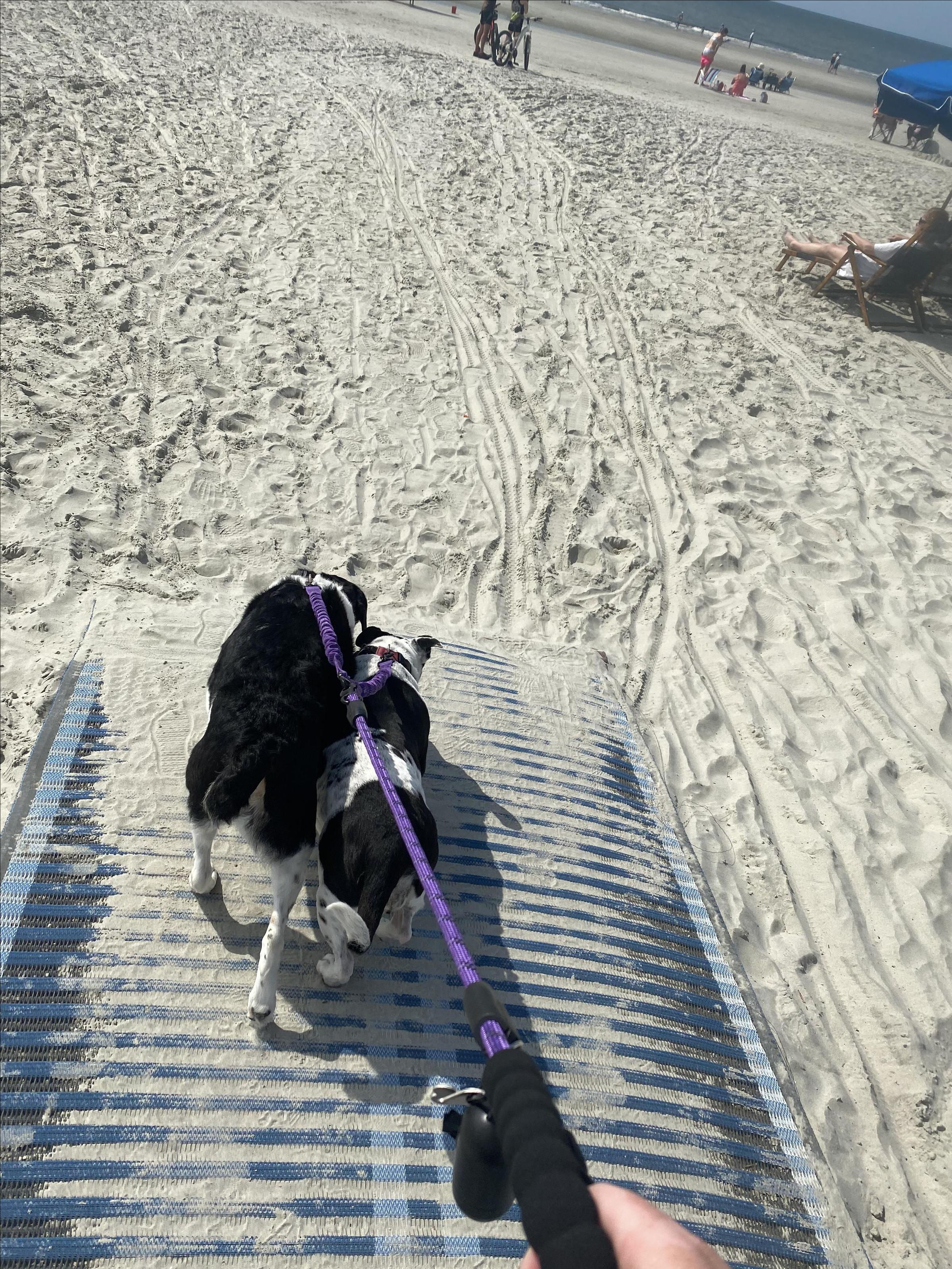 are dogs allowed on tybee island beach