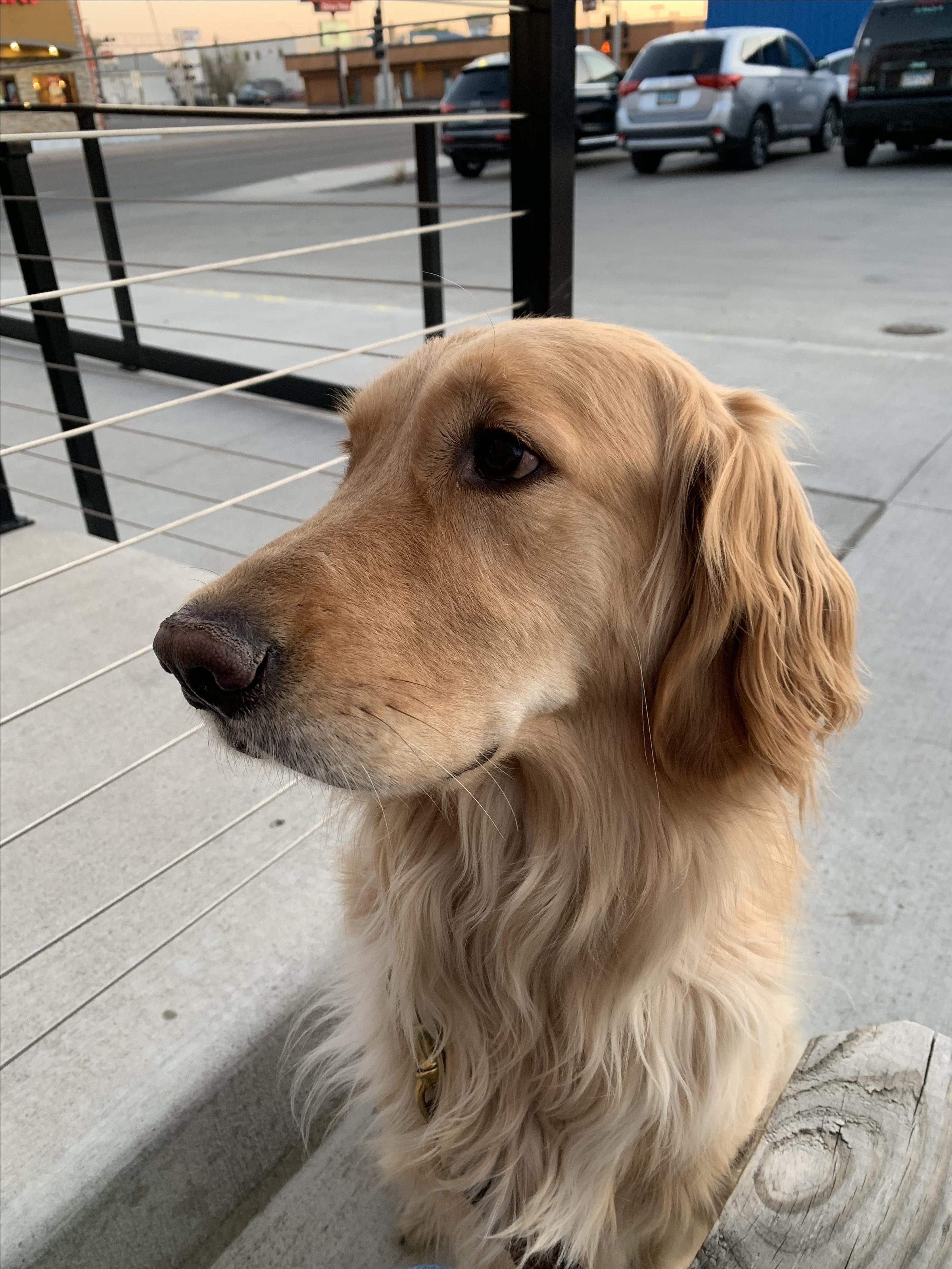 Pet Friendly Swing Barrel Brewing