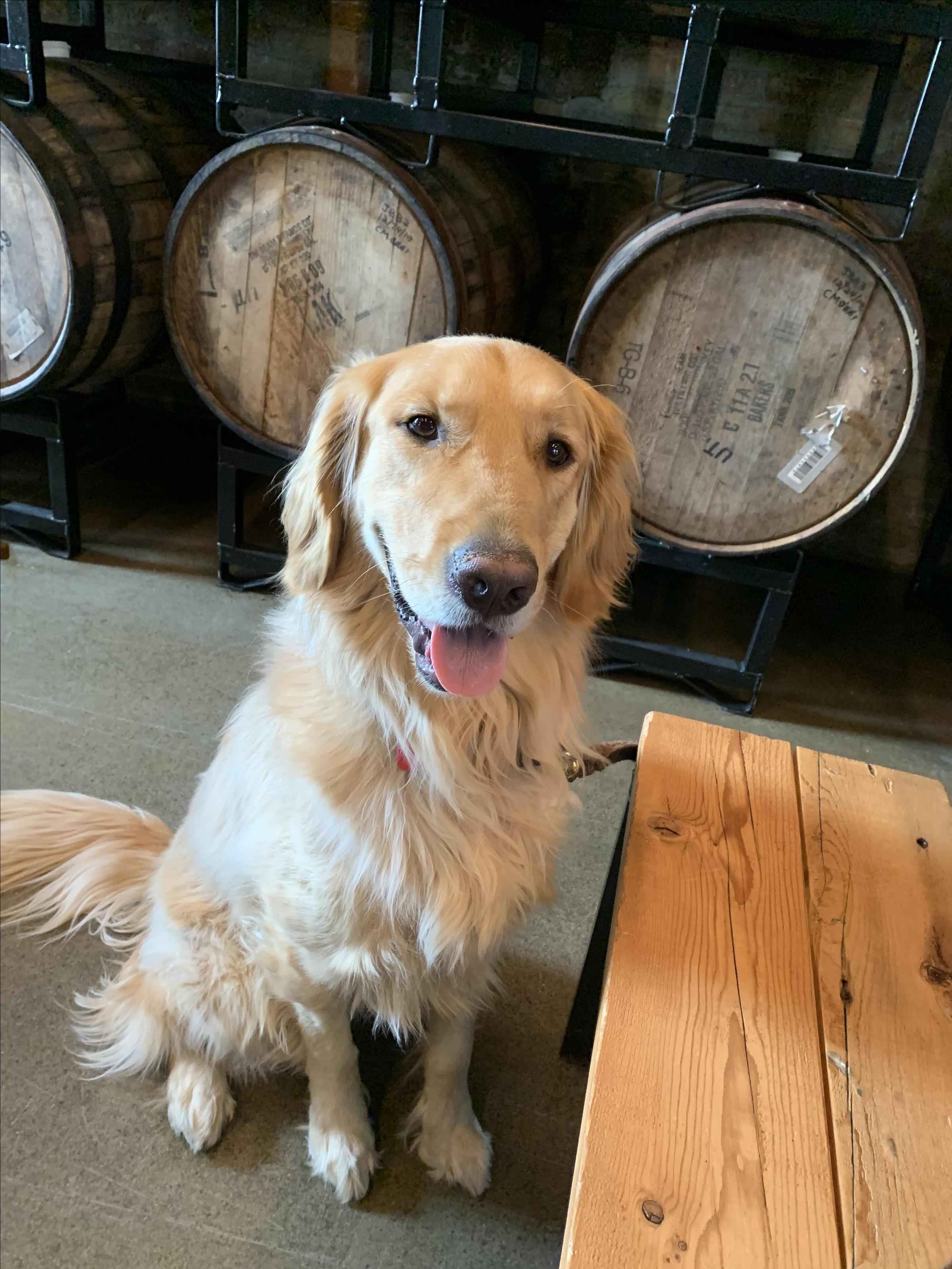 Pet Friendly Drekker Brewing Co.