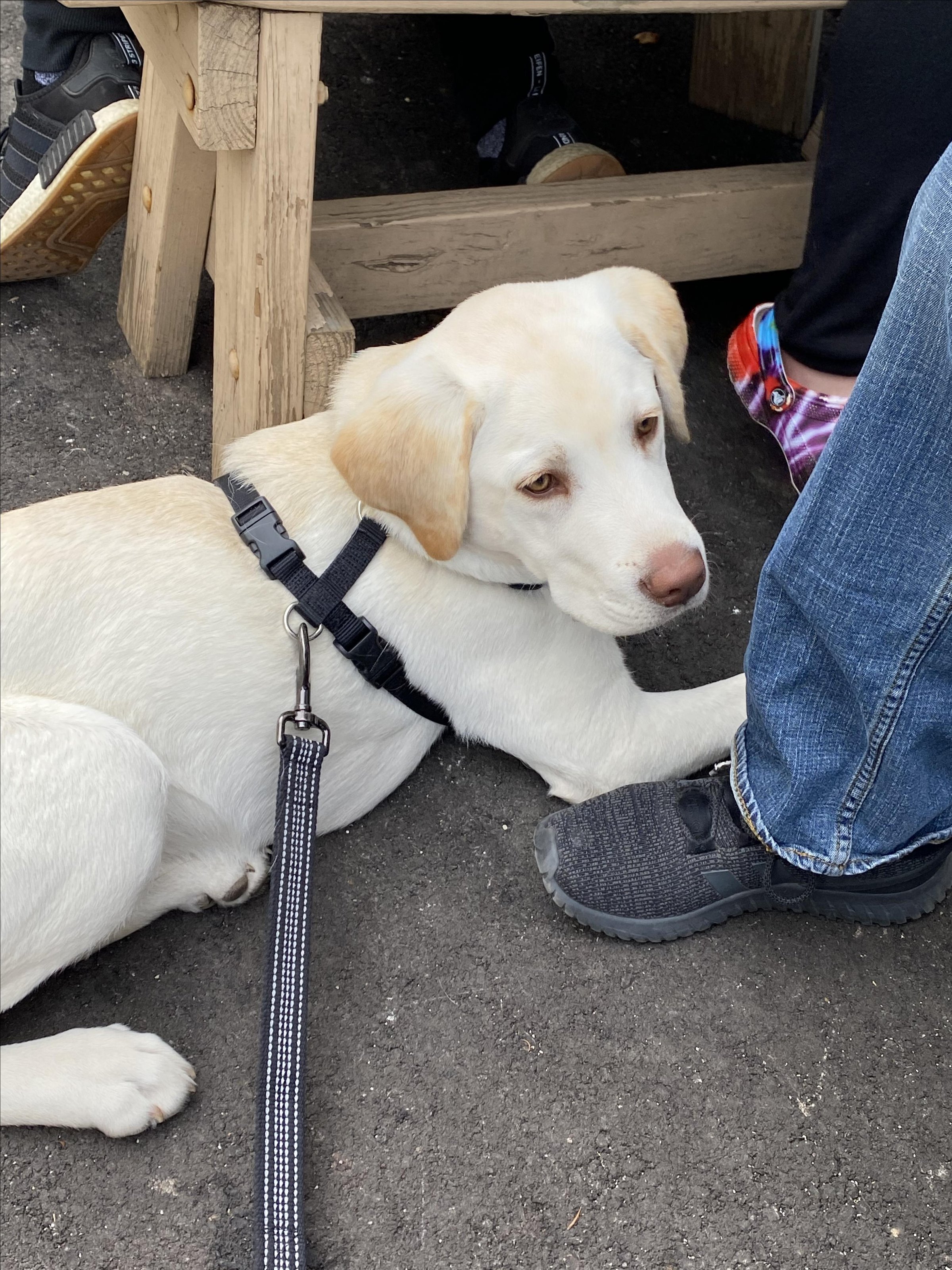 Pet Friendly Sal's Pizza Cedarburg