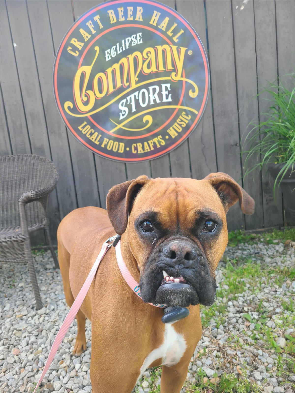 A dog enjoys the pet-friendly outdoor space at Eclipse Company Store, located in The Plains, VA.