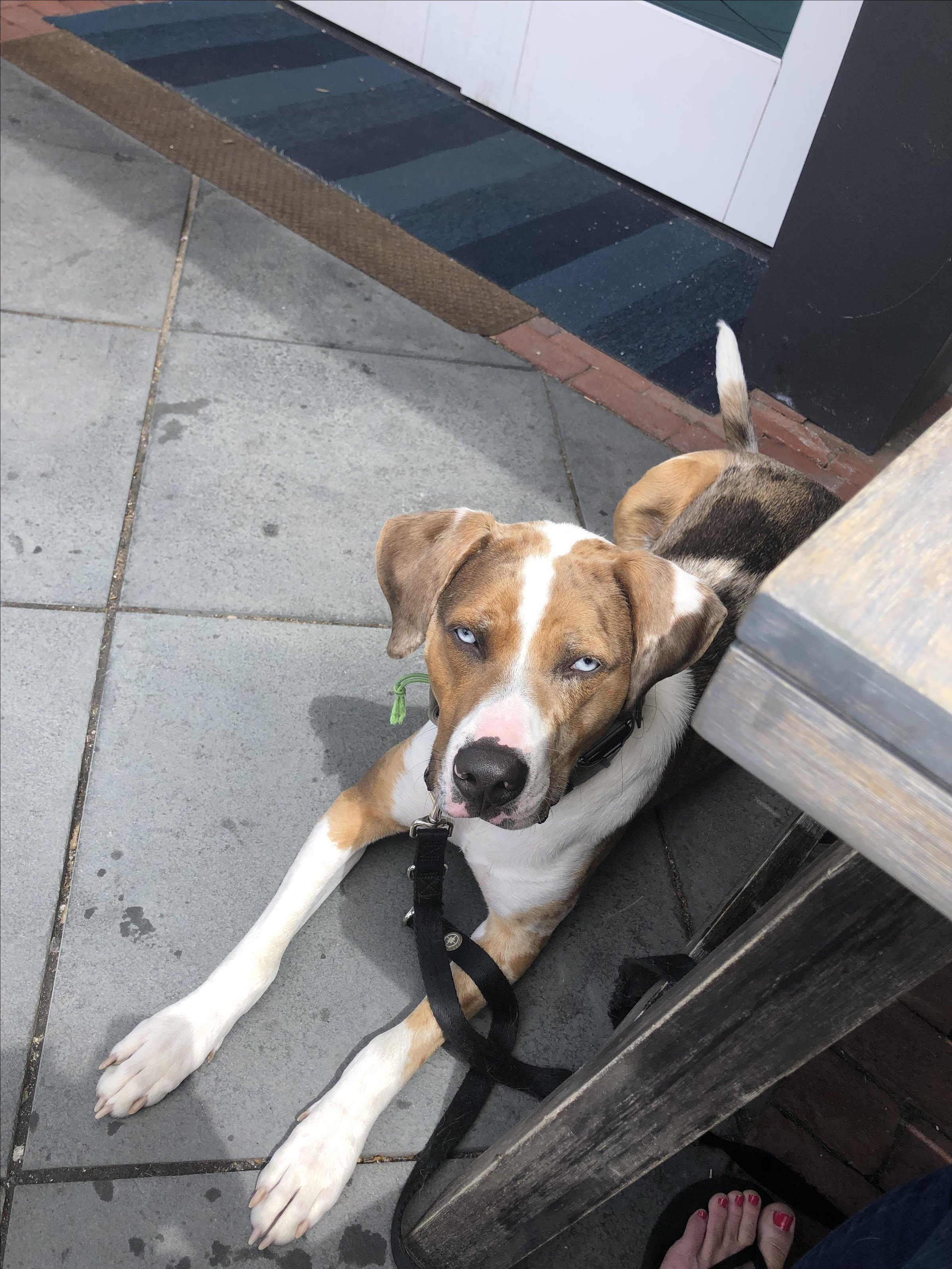 Pet Friendly Farm & Coast Market
