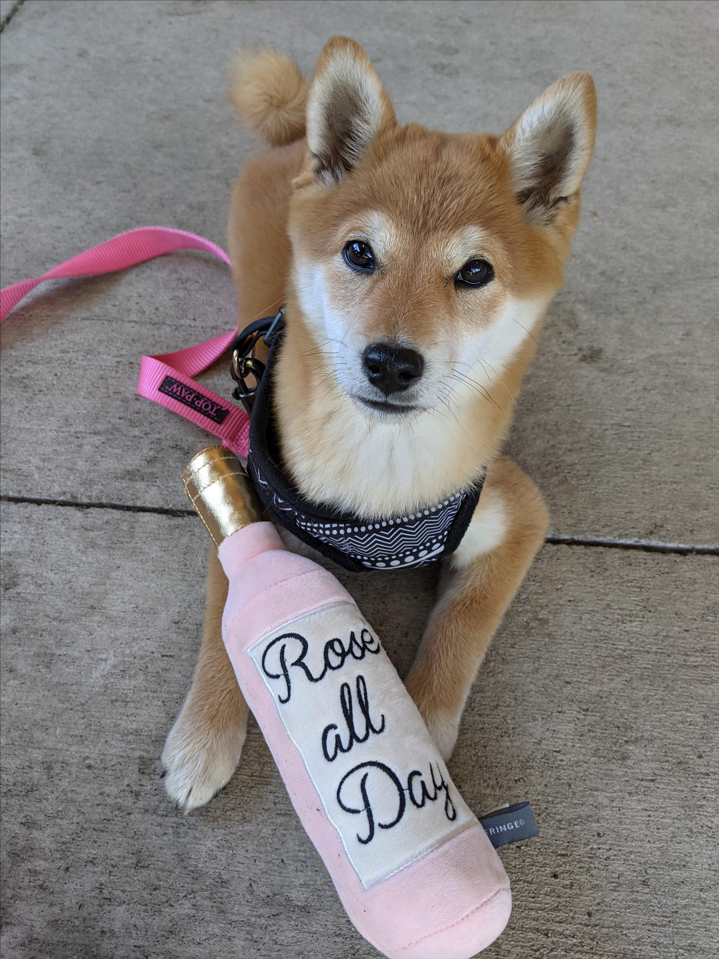 Pet Friendly St. Julian Winery Tasting Room