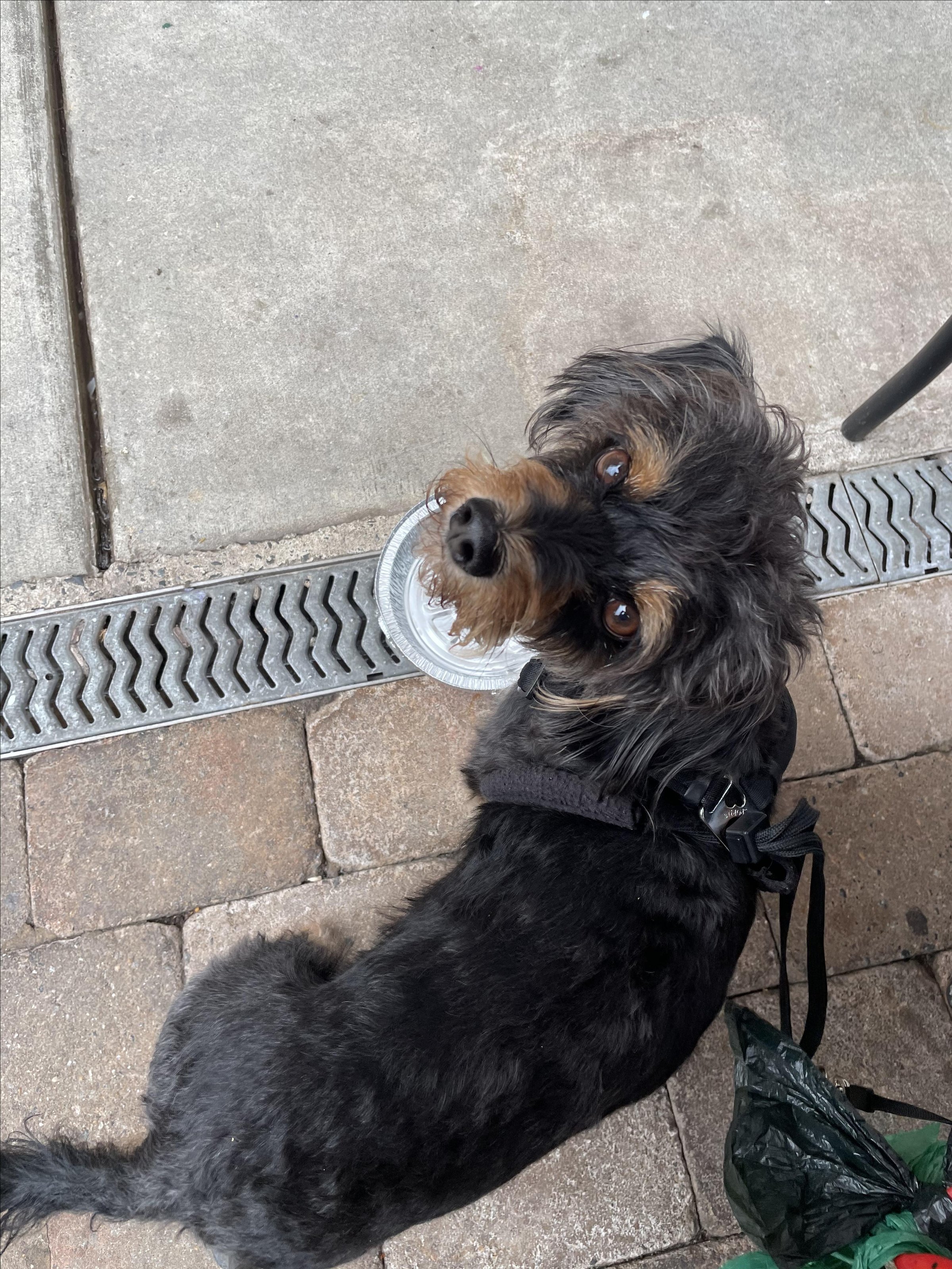 Pet Friendly Mi Cancun