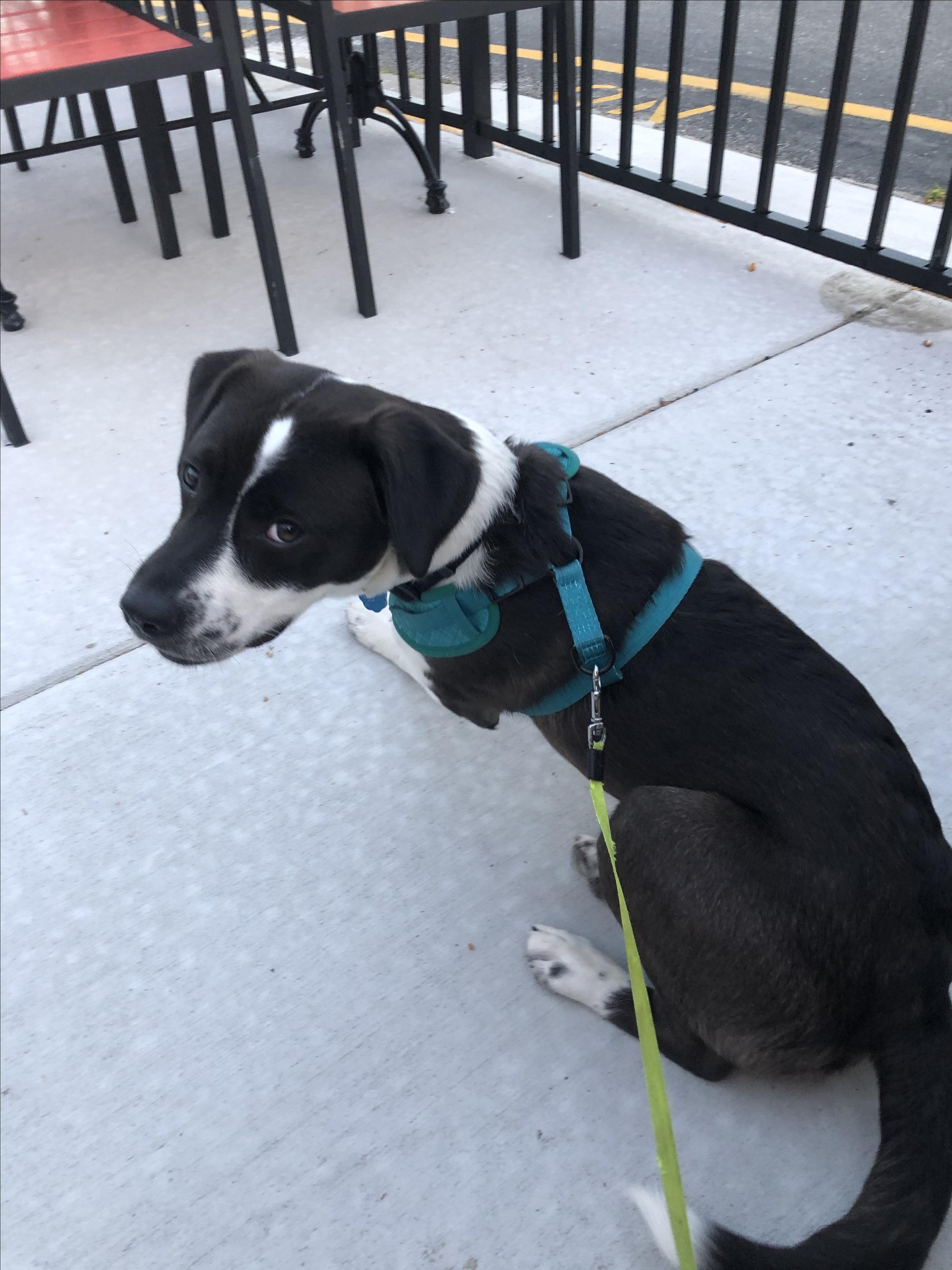 Pet Friendly Legends Grille