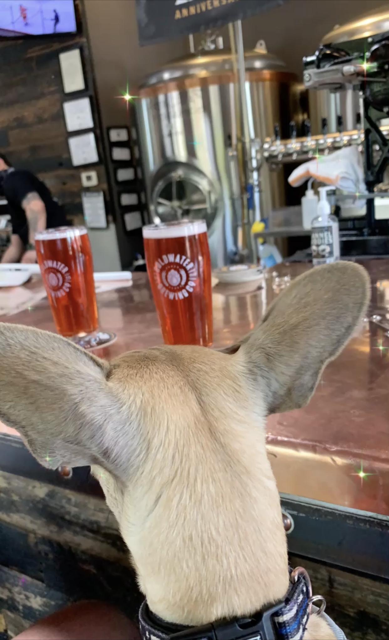 Pet Friendly Goldwater Brewing Co.