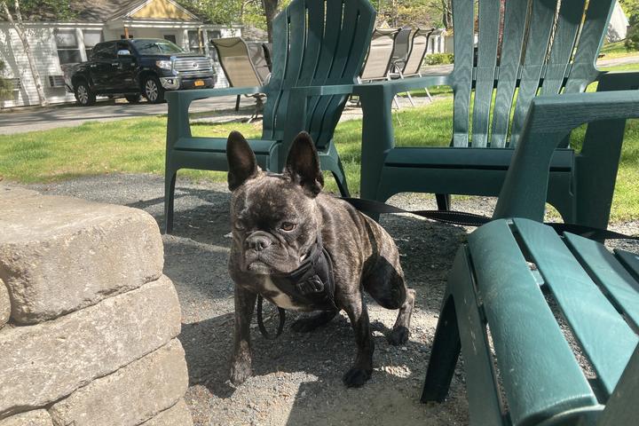 What Motels Take Dogs what-motels-take-dogs
