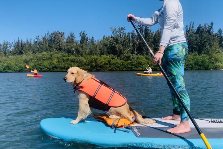 Pet Friendly Paddles By the Sea