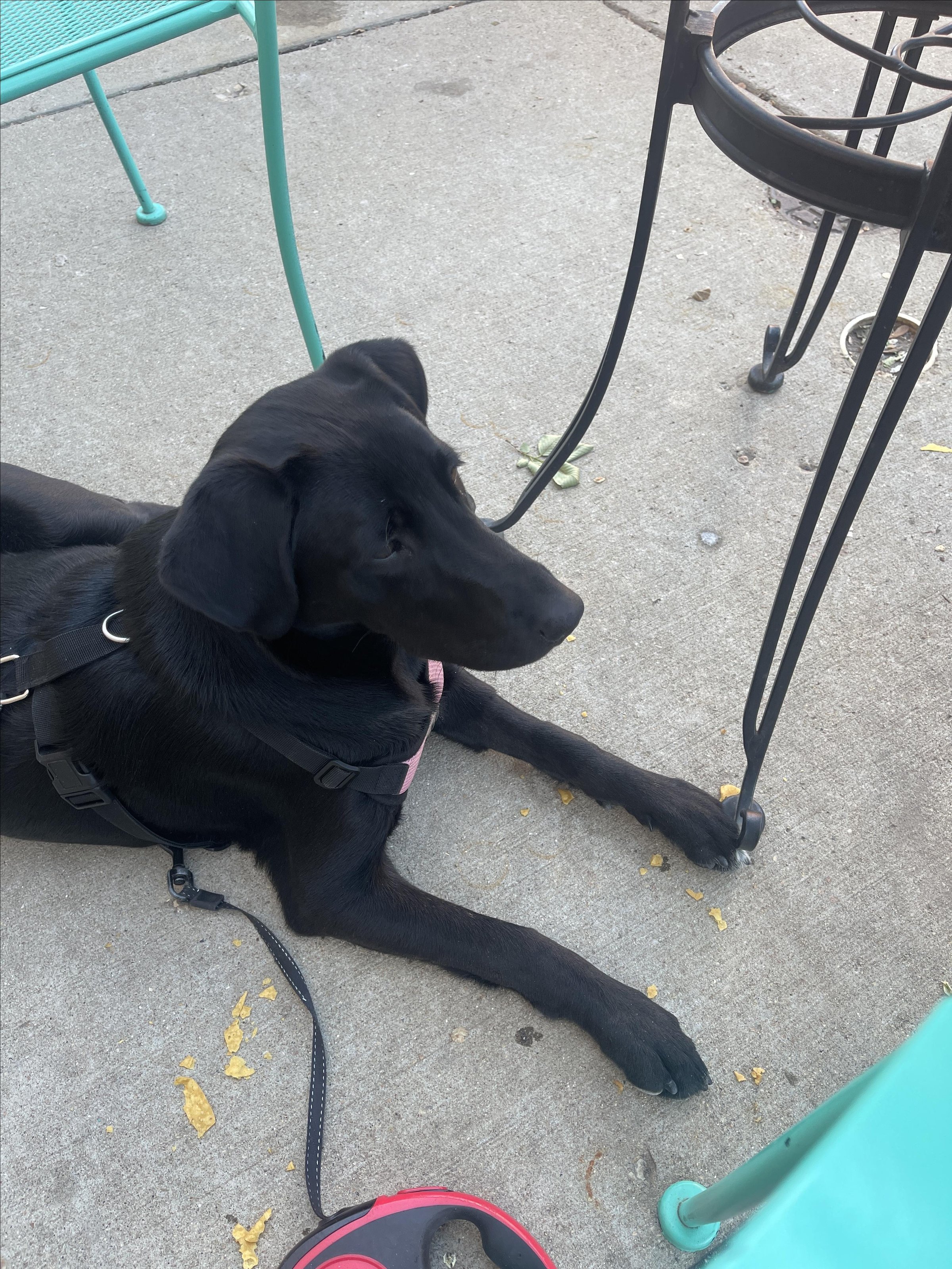 Pet Friendly El Jimador Mexican Grill