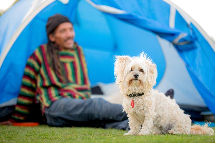 Pet Friendly Beachaven Top10 Holiday Park