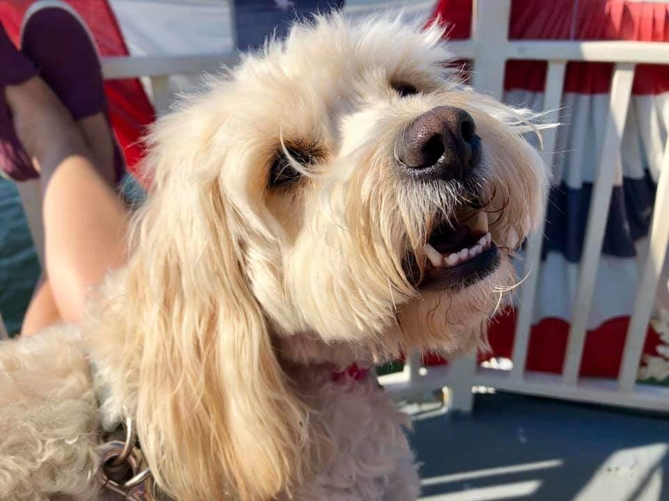 Pet Friendly Dog Days of Summer Boston Harbor Cruise