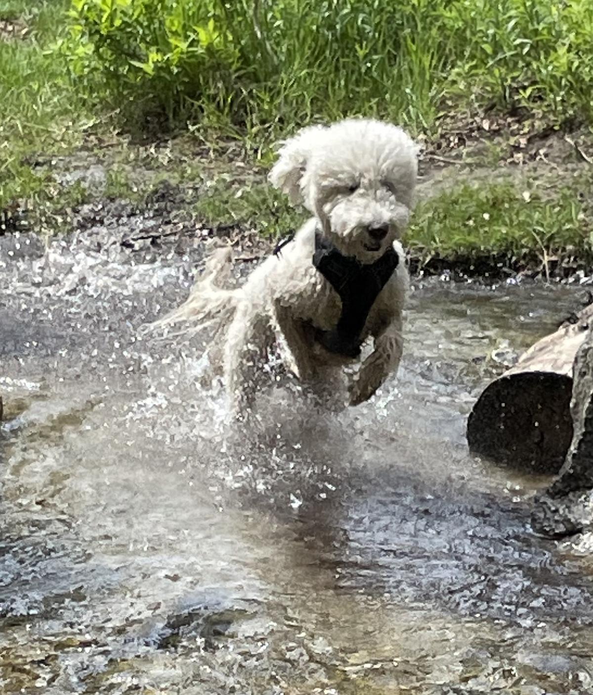 are dogs allowed at tibble fork reservoir