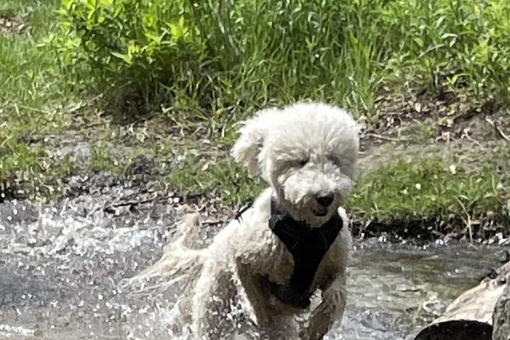 Pet Friendly Tibble Fork Reservoir