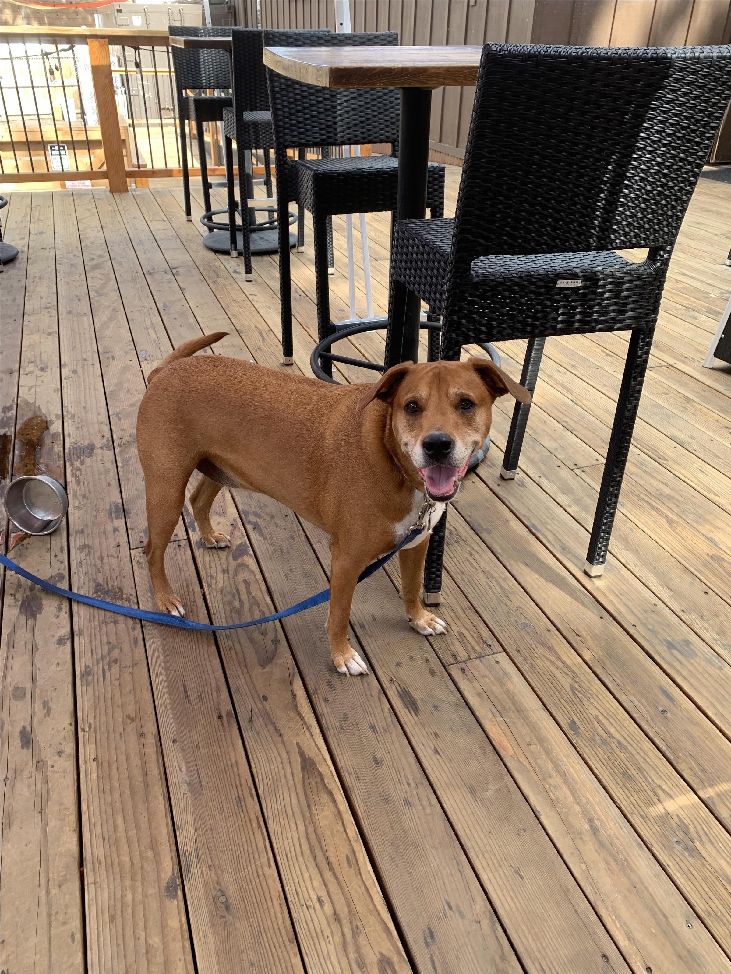 Pet Friendly Whiskey Dave's