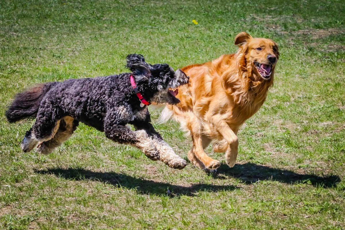 fenced dog park kanata