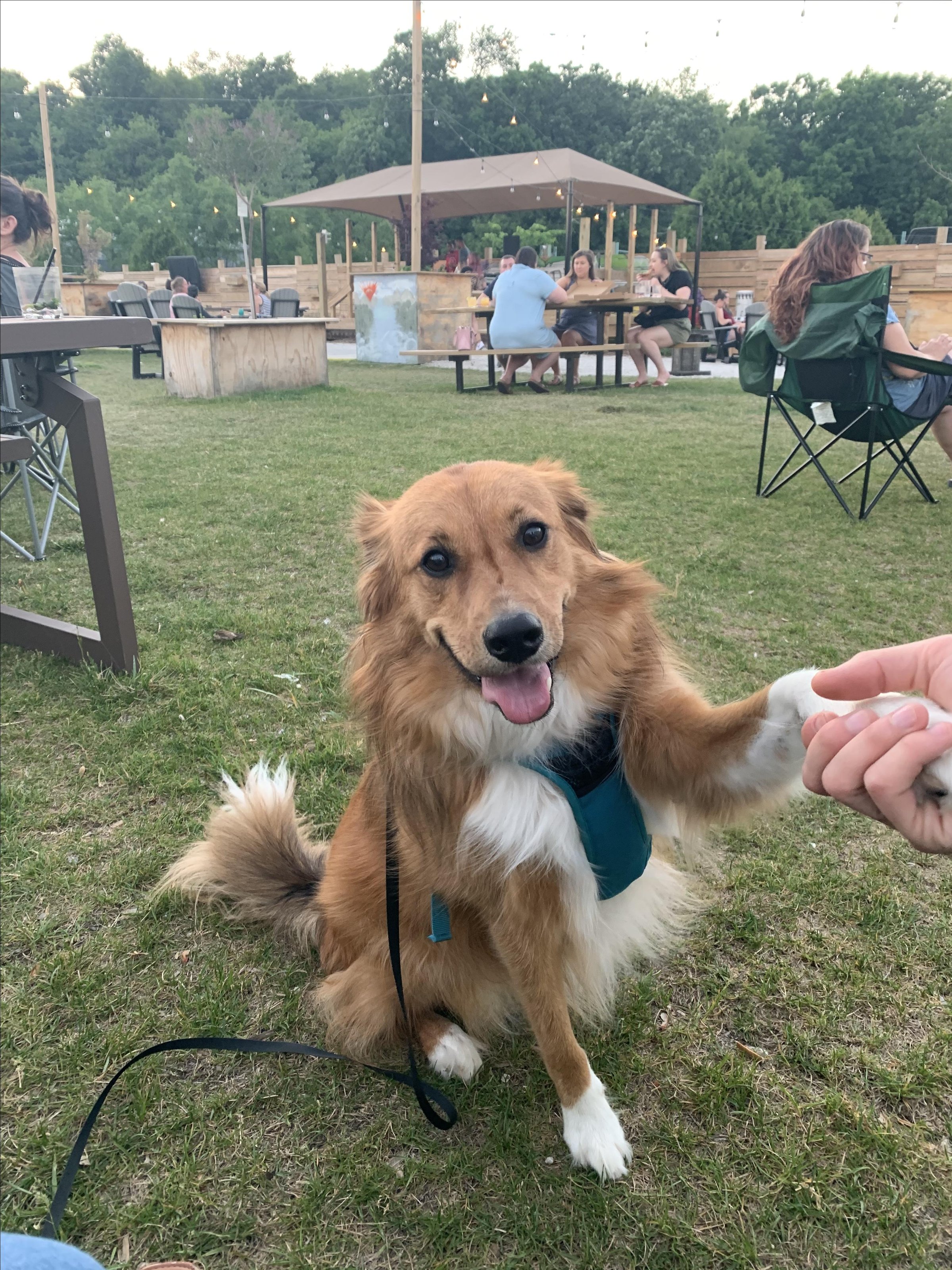 Pet Friendly Doundrins Distilling