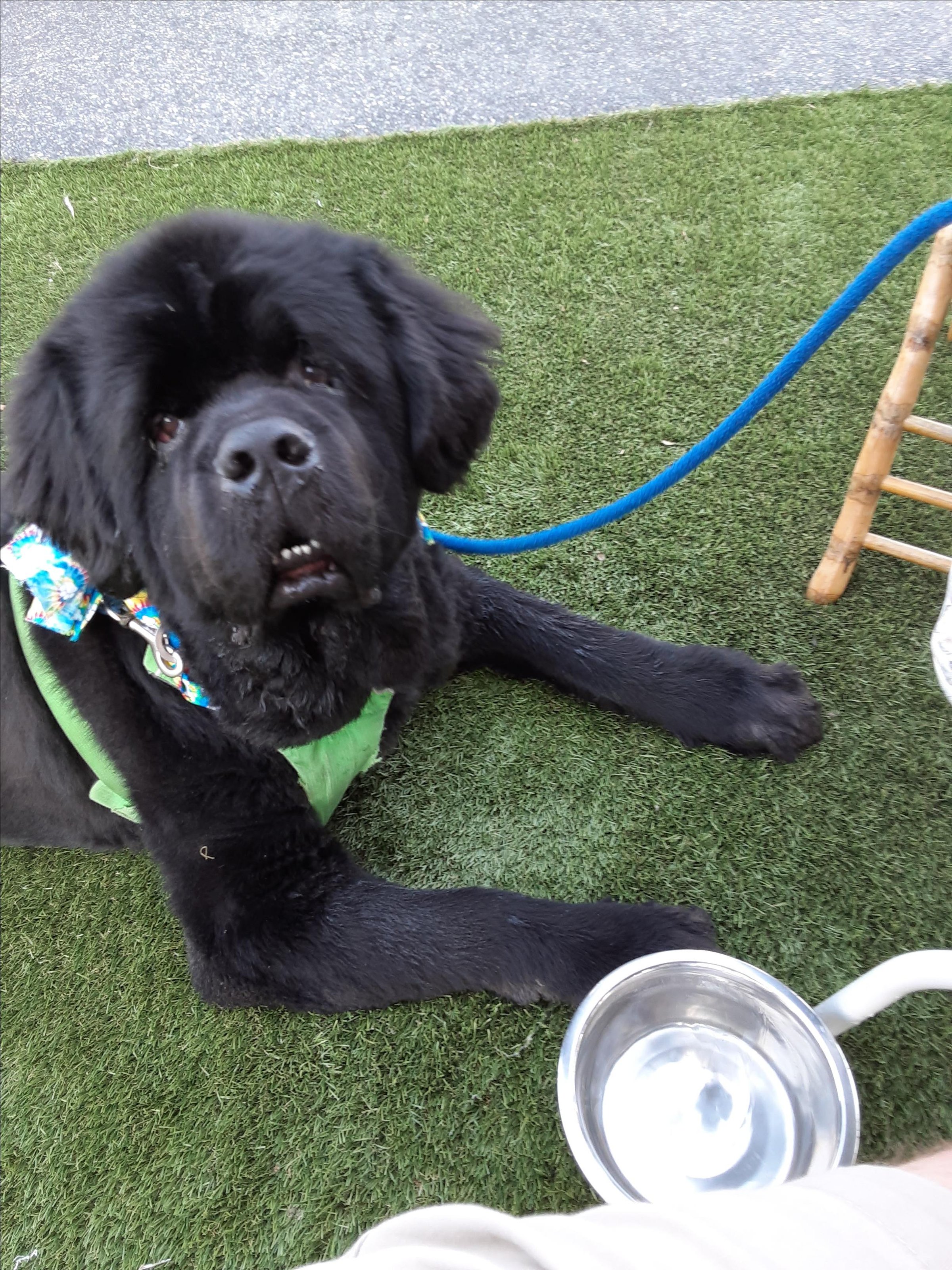 Pet Friendly Exit Zero Filling Station