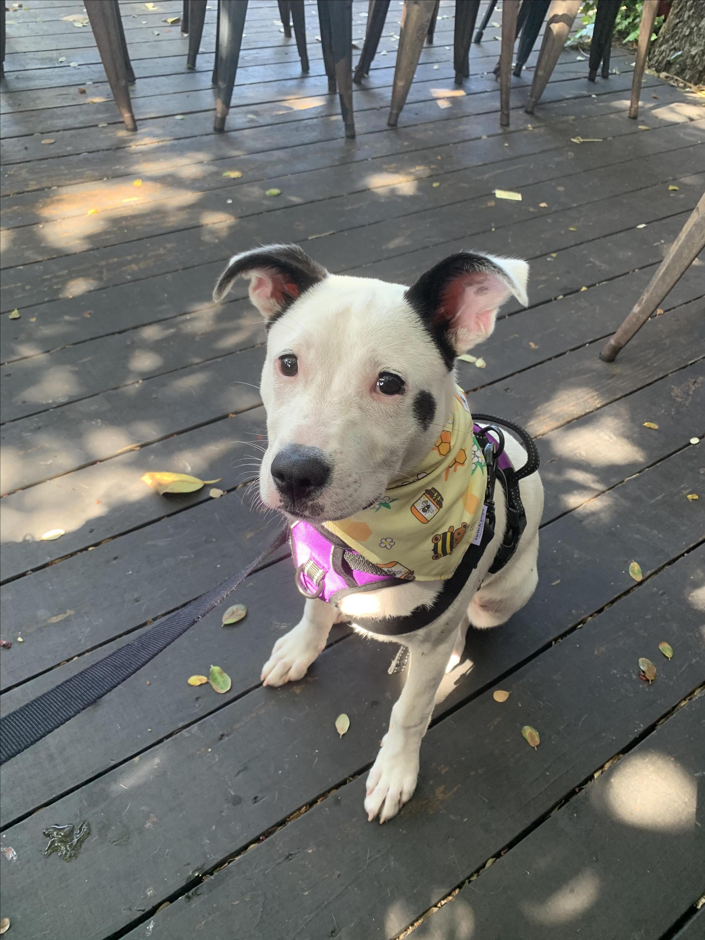Pet Friendly 4th Street Fillin Station