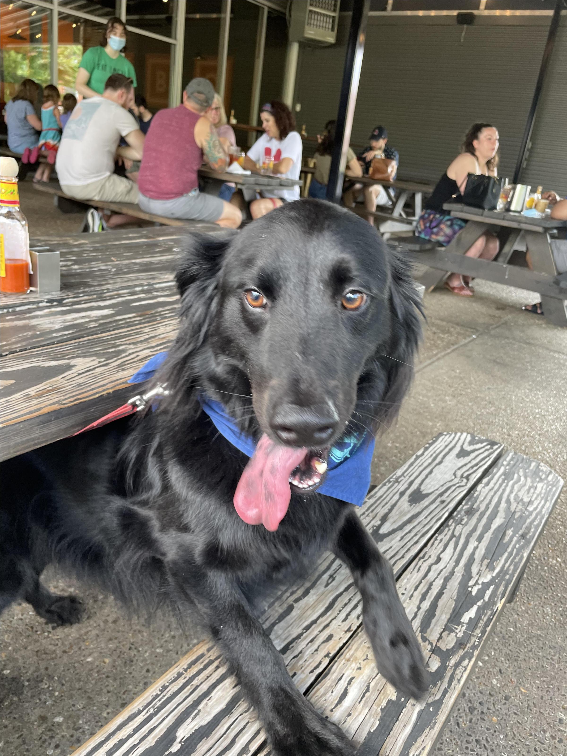 Pet Friendly Rooster South Grand