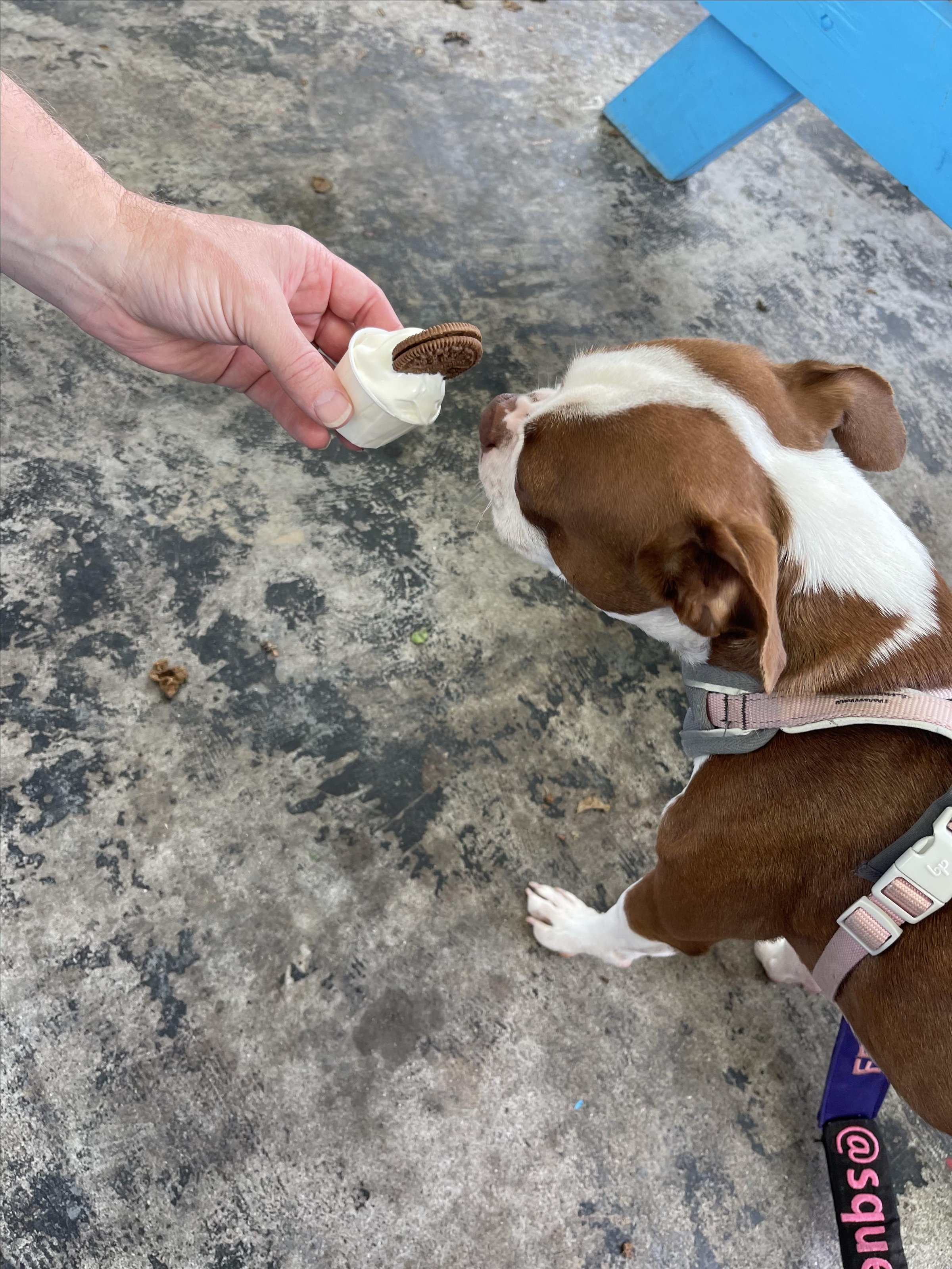 Photo of Chillbilly Treats