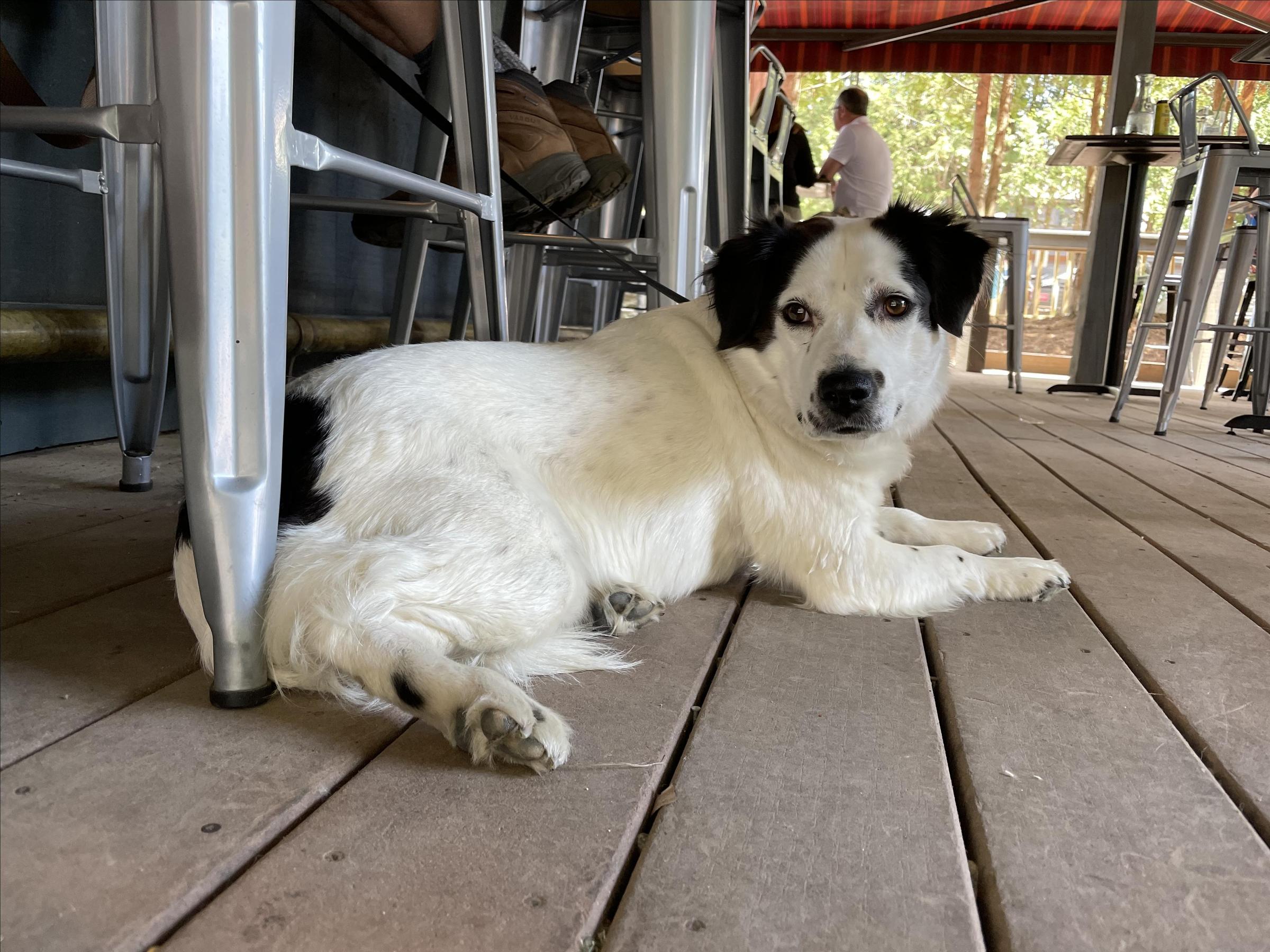 Pet Friendly Backyard
