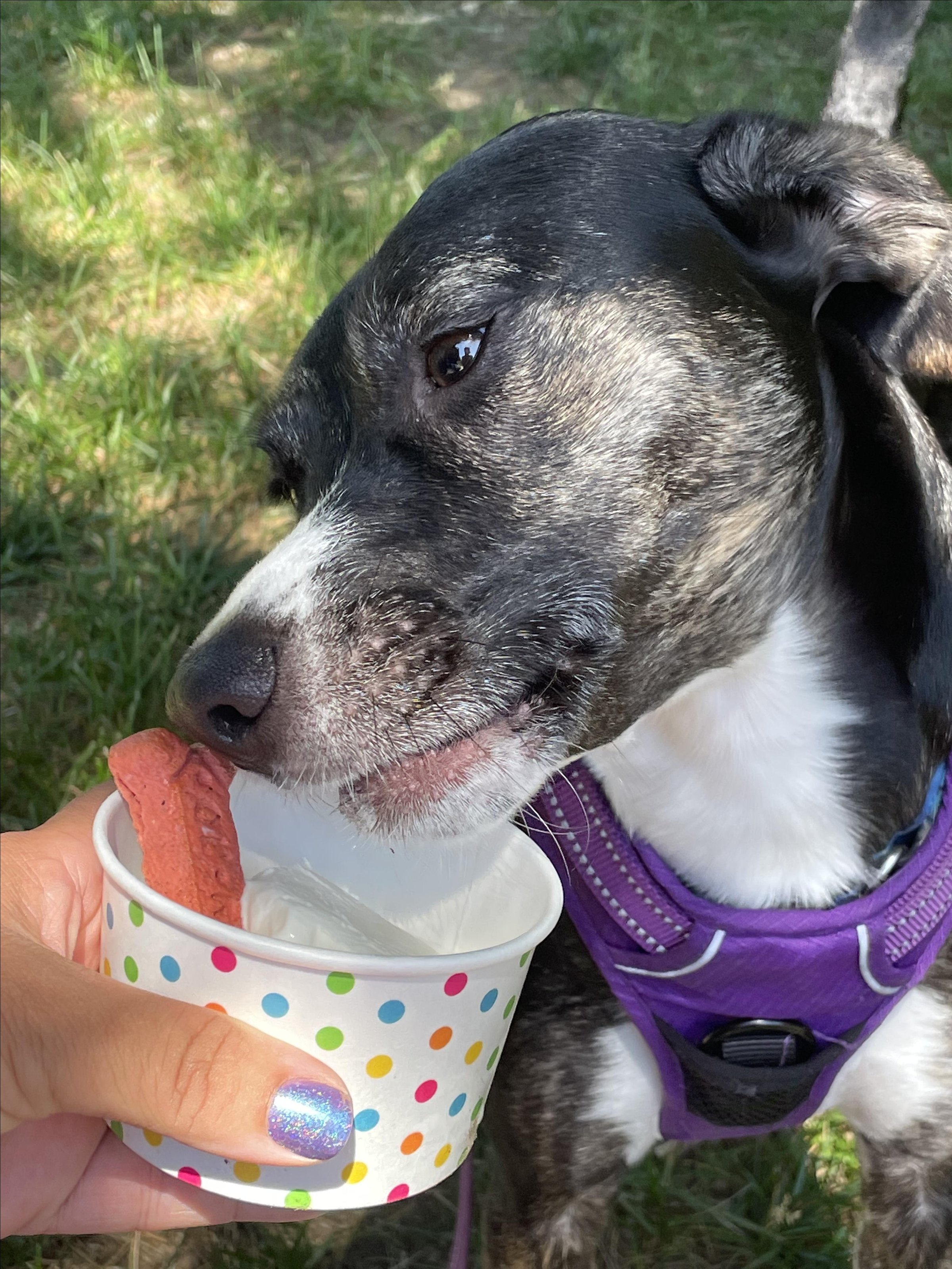 Pet Friendly Cowlick's Creamery