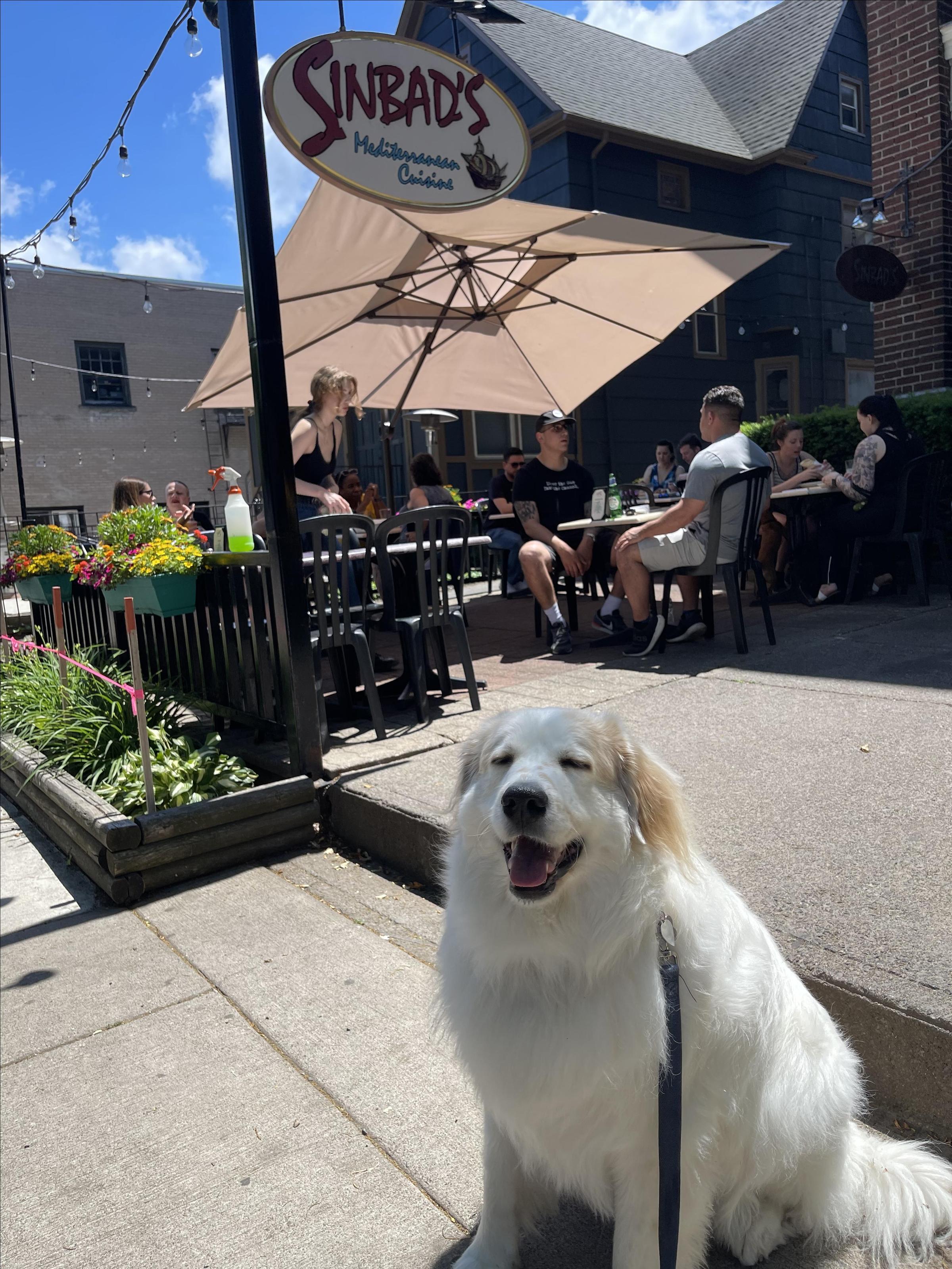 Pet Friendly Sinbad's Mediterranean Cuisine