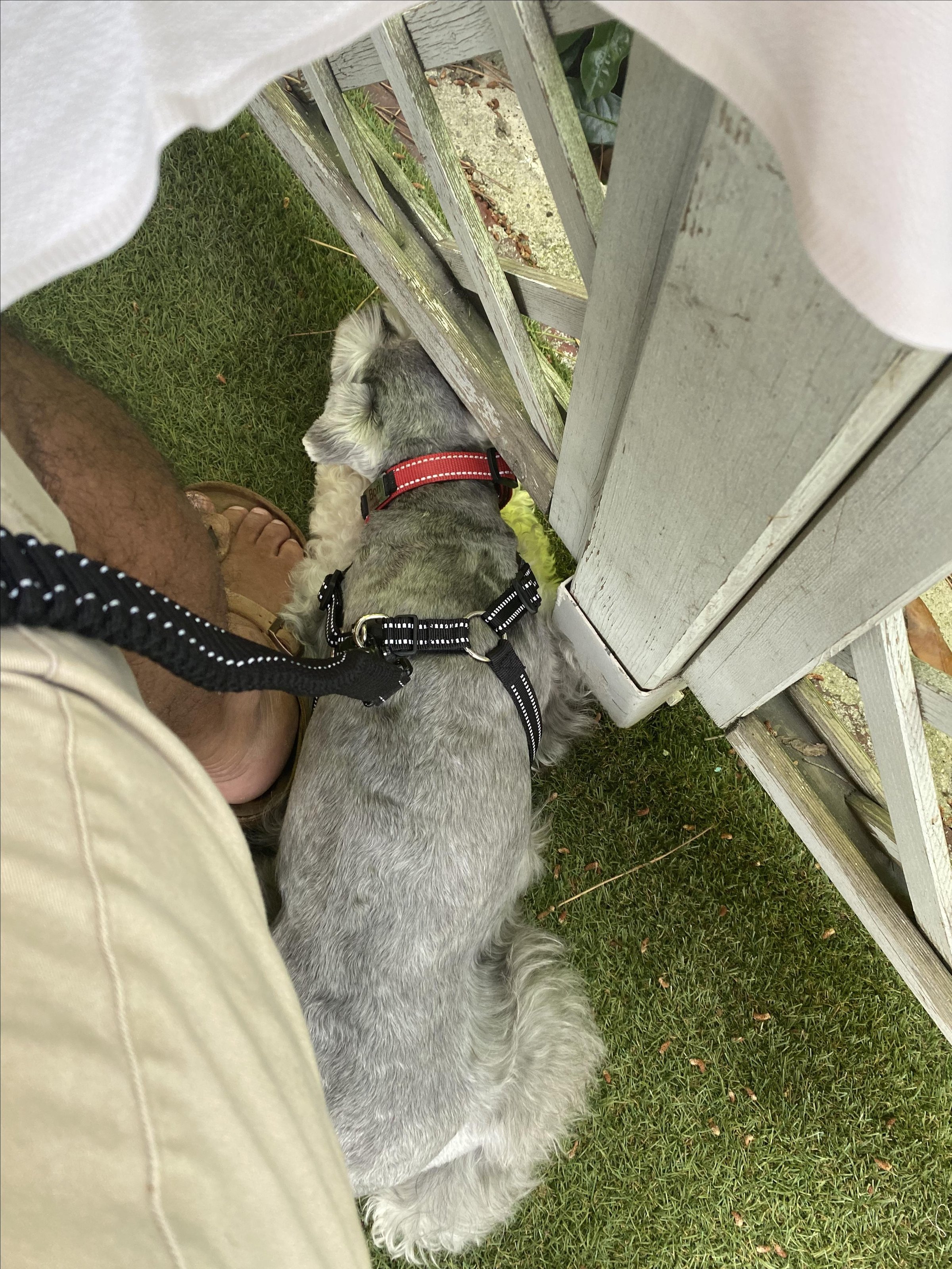 Pet Friendly Due Fogher Pesci e Pizze