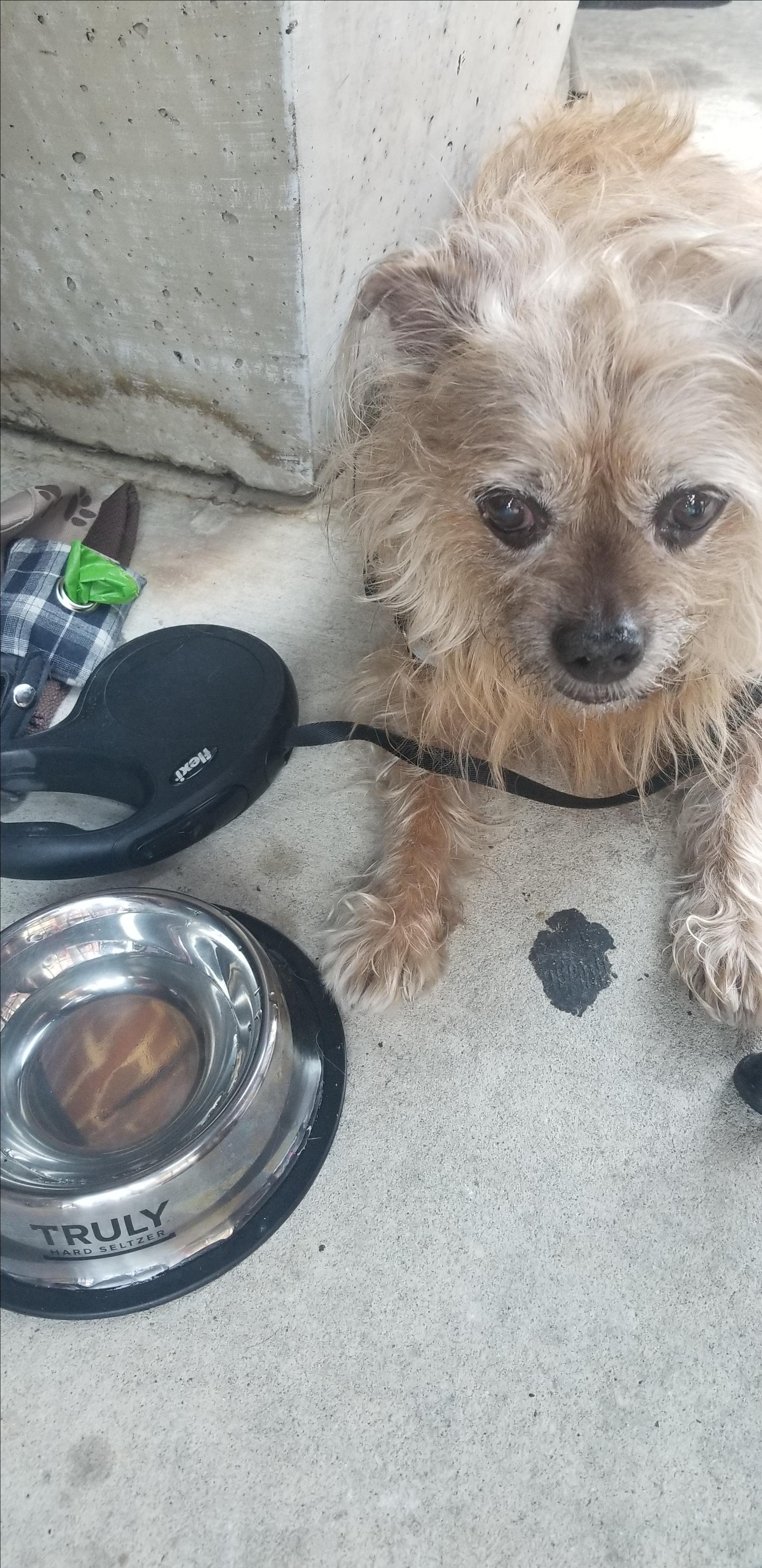 Pet Friendly PB&J: Pizza Beer and Jukebox