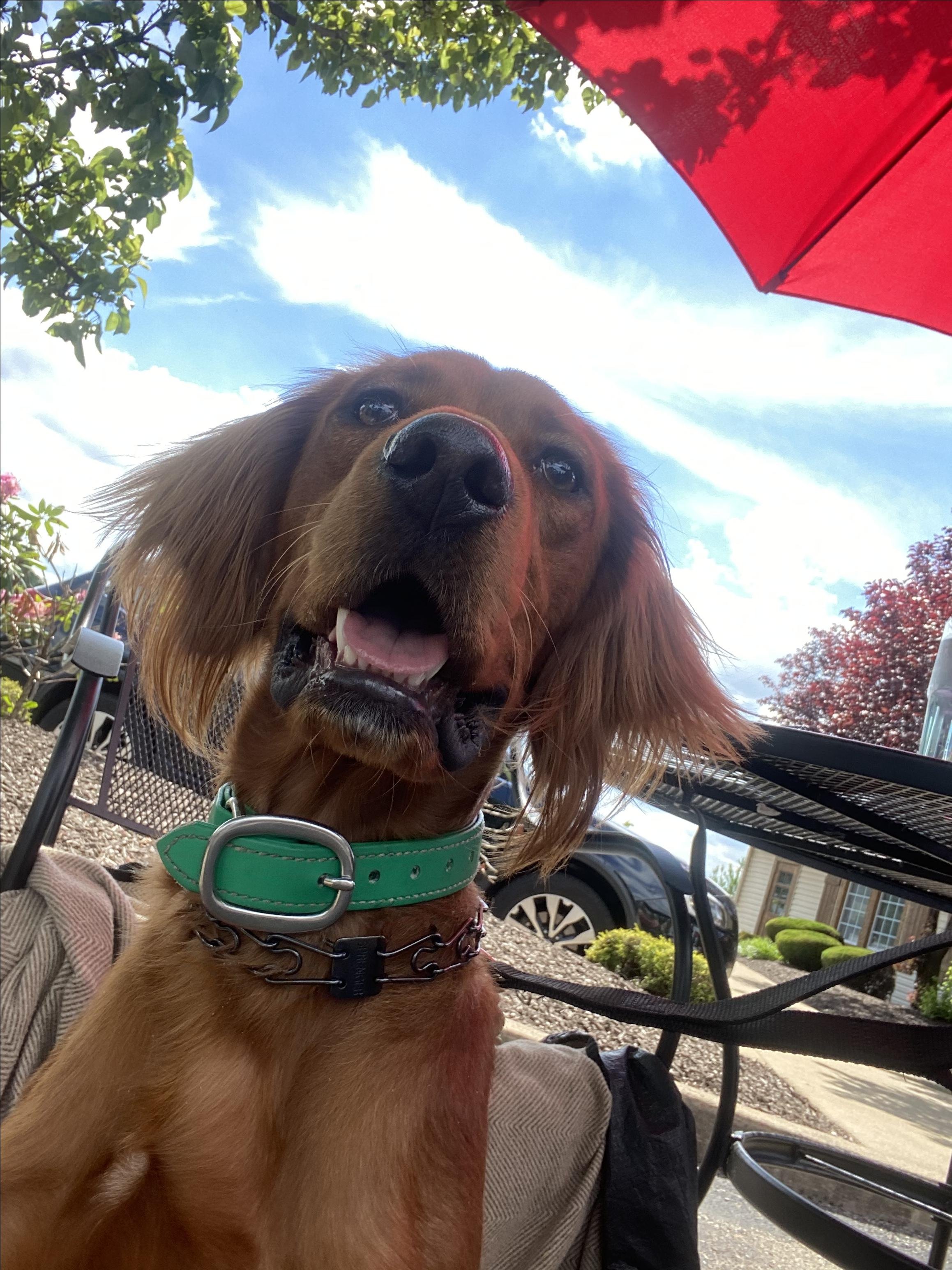 Pet Friendly Plaza Azteca