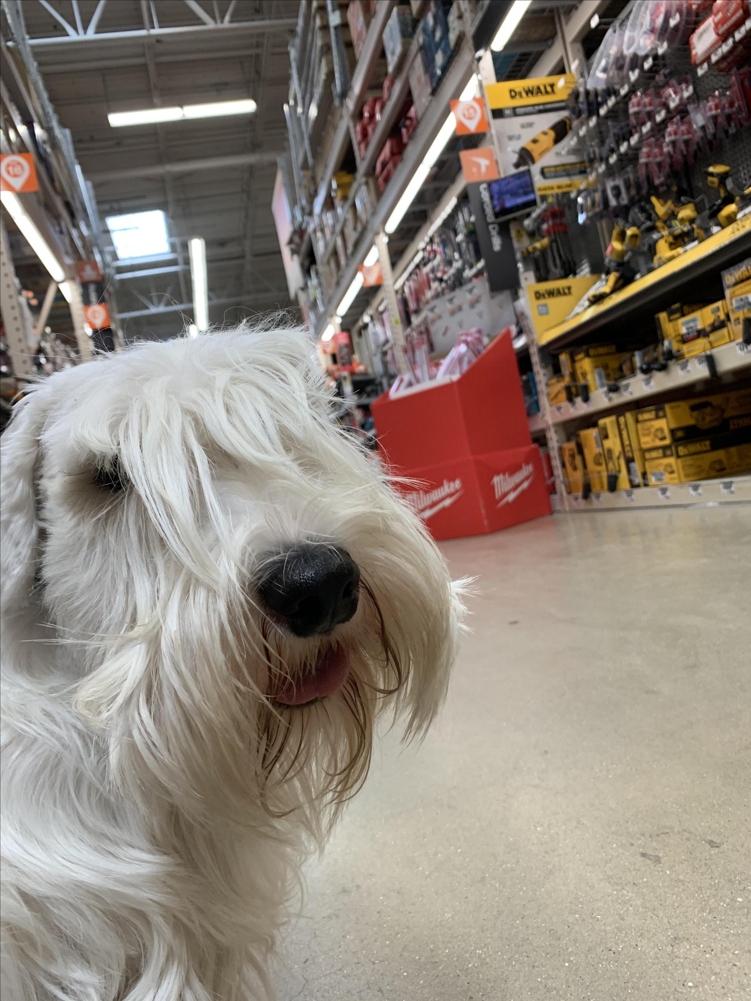 are dogs allowed in home depot 2021