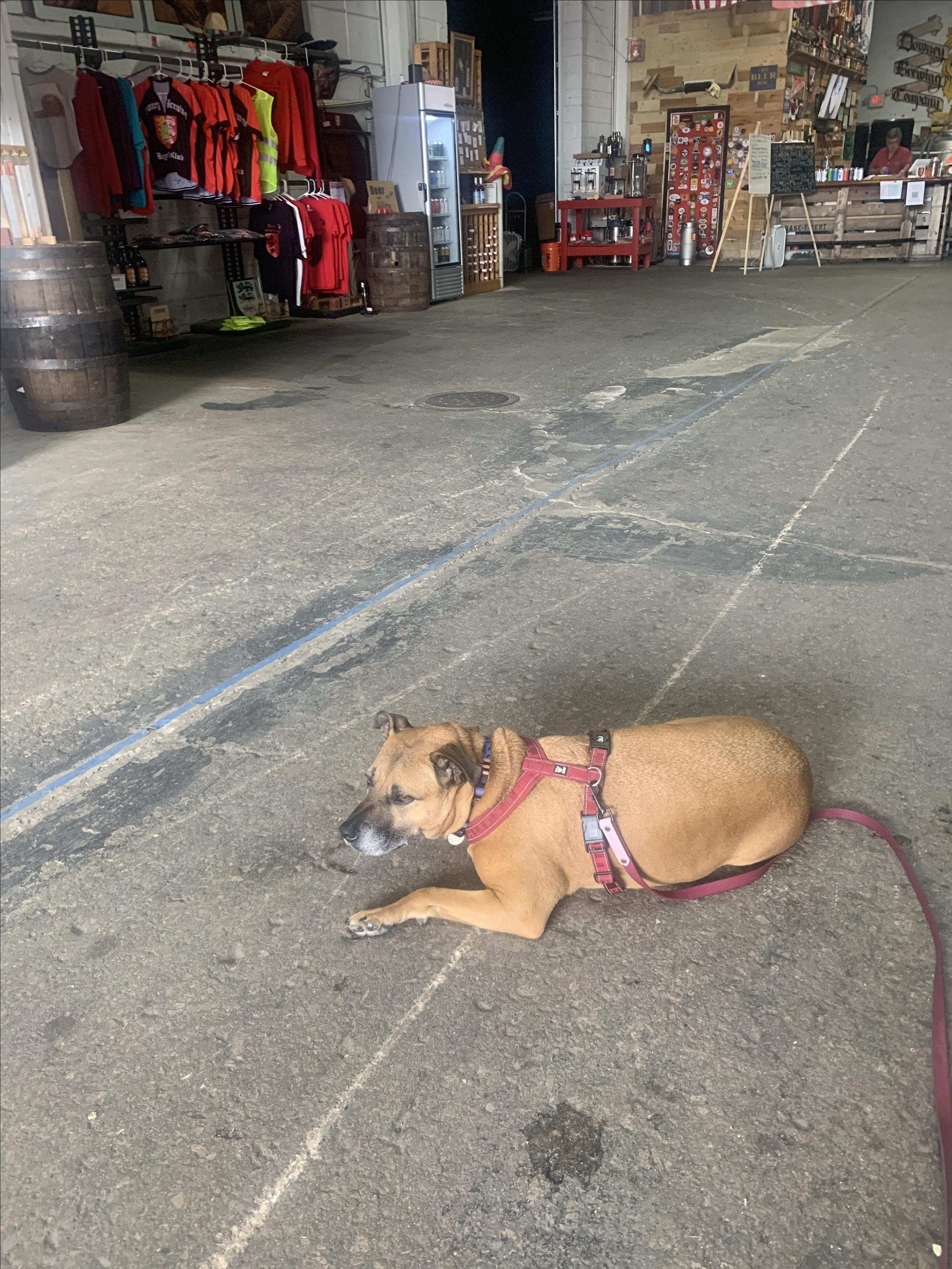 Pet Friendly Downey Brewing Company