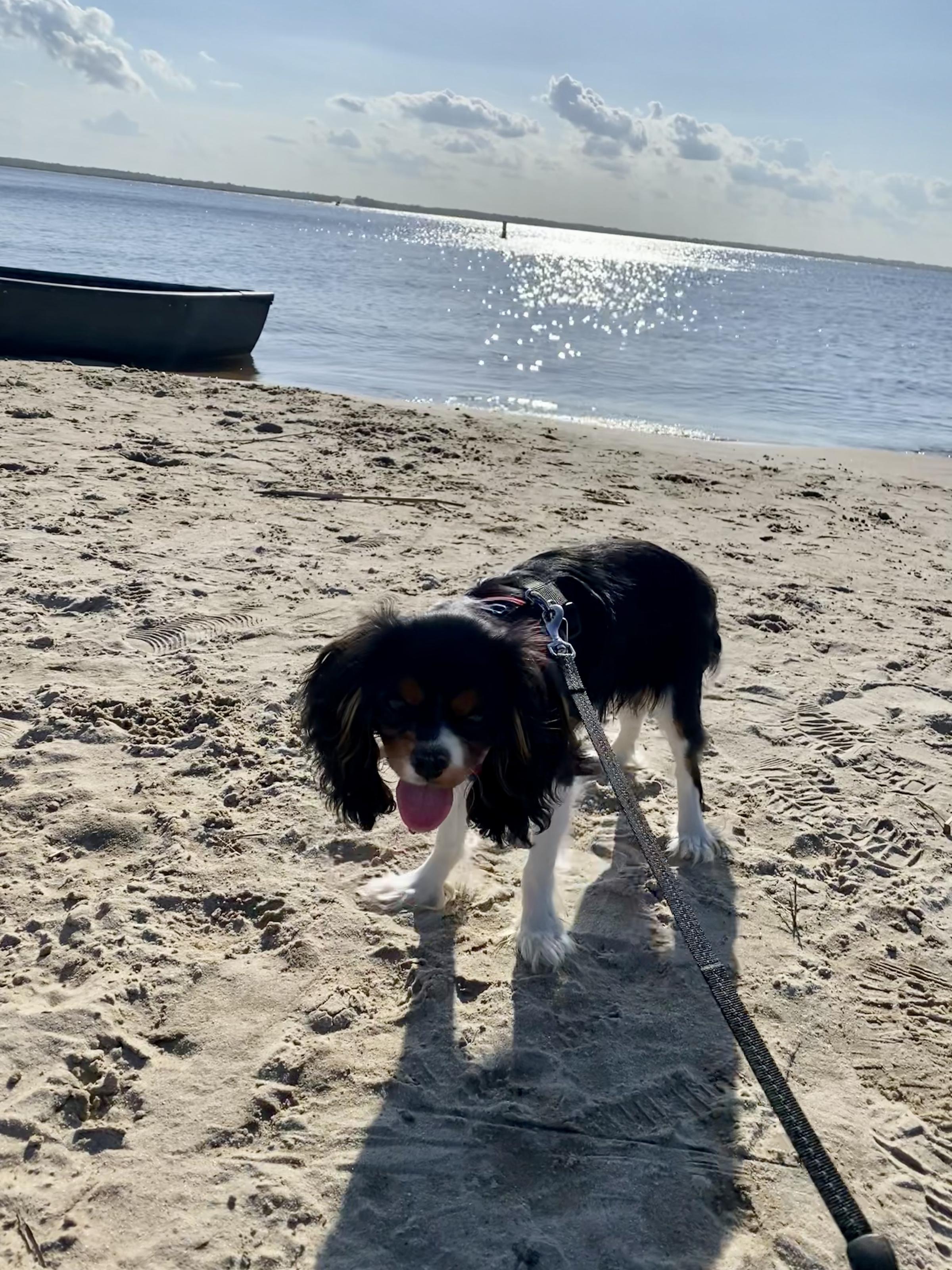 Pet Friendly Campgrounds In Virginia Beach Va Bringfido