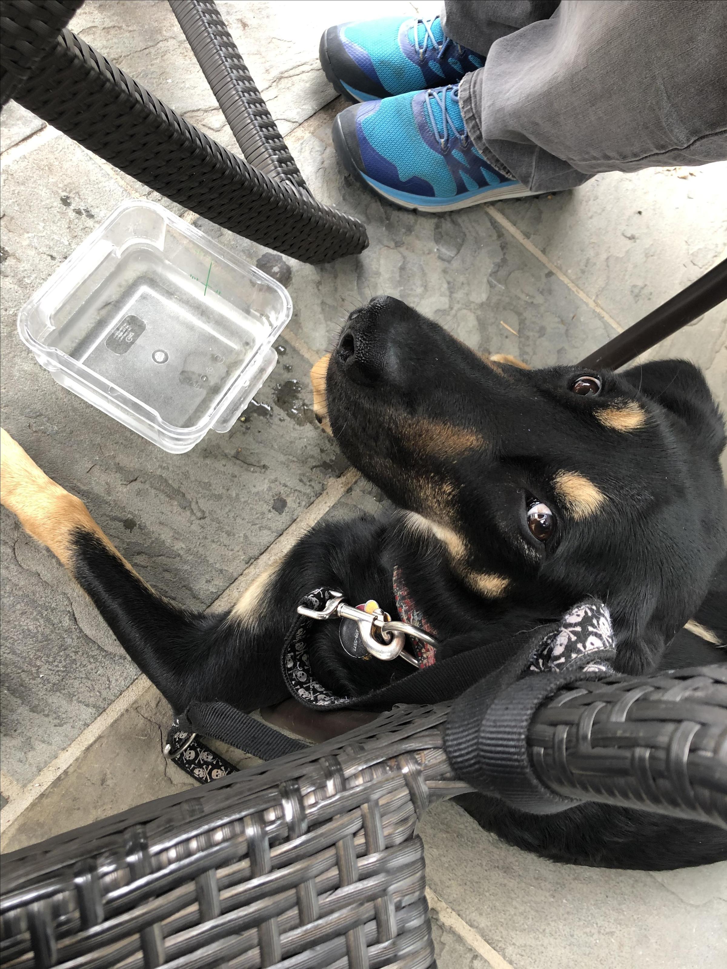 Pet Friendly J. Christopher's