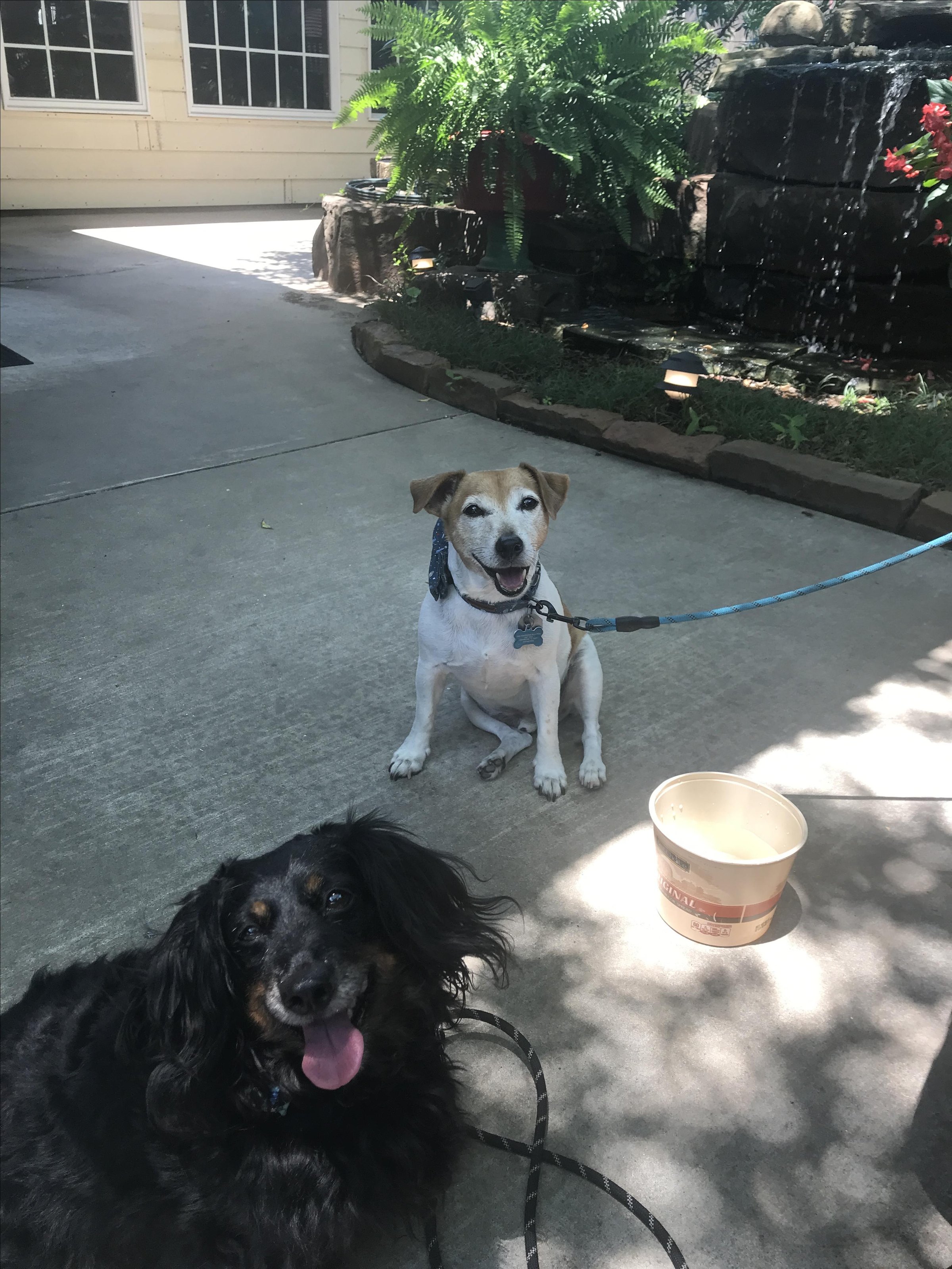 Pet Friendly El Adobe Mexican Grill