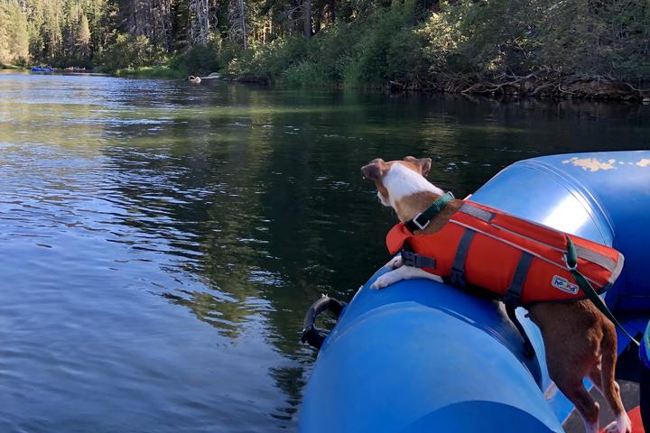 Pet Friendly Truckee River Raft Company