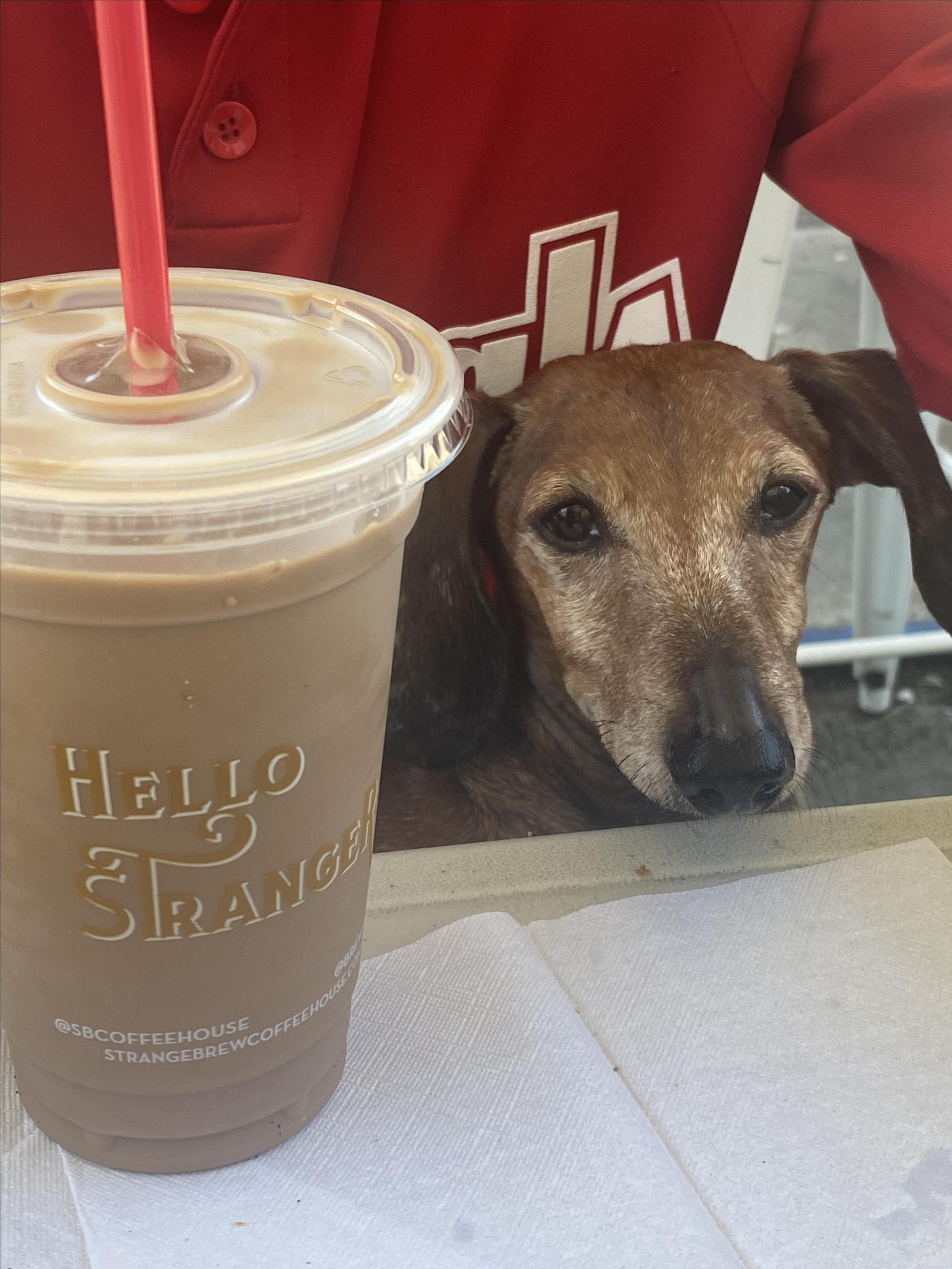 Pet Friendly Strange Brew Coffeehouse Tupelo