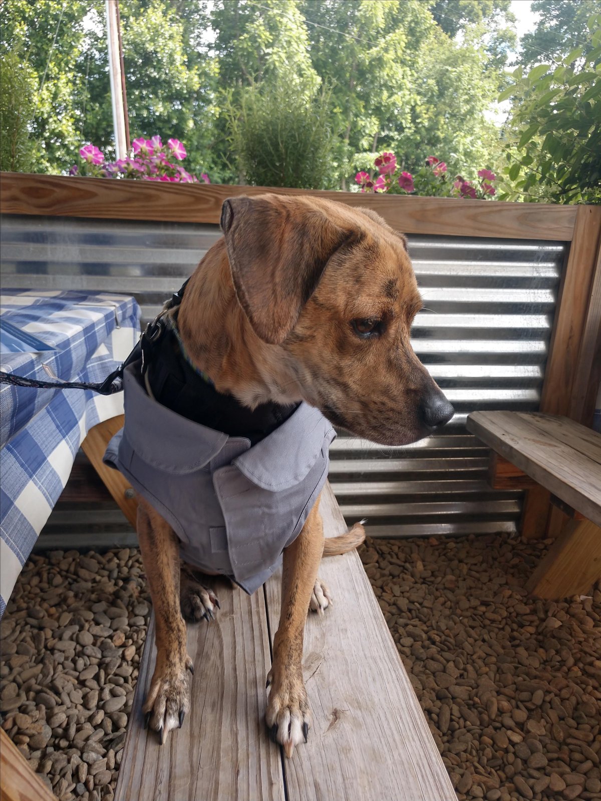 A dog takes a seat on the pet friendly patio at Haywood 209 Cafe in Waynesville, NC.