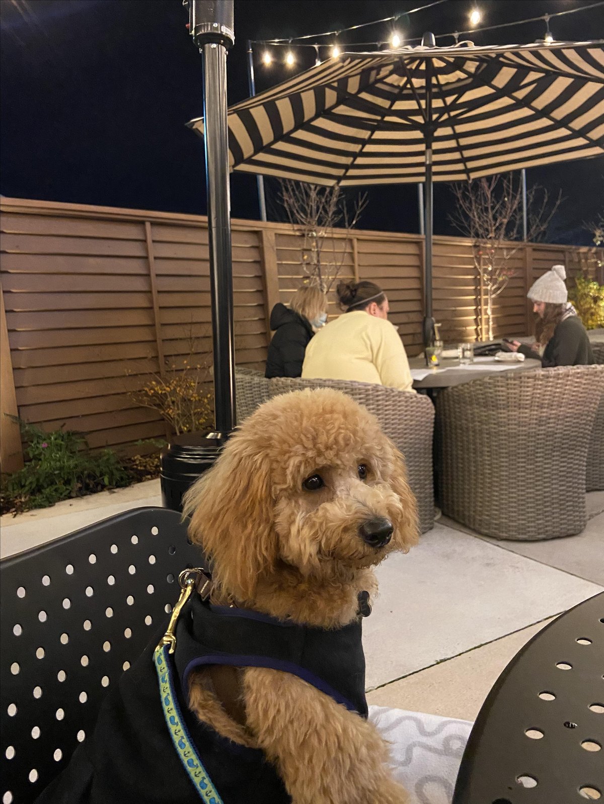 A dogs enjoys the comfortable patio at White Dog Cafe, a dog-friendly restaurant in Glen Mills, PA.
