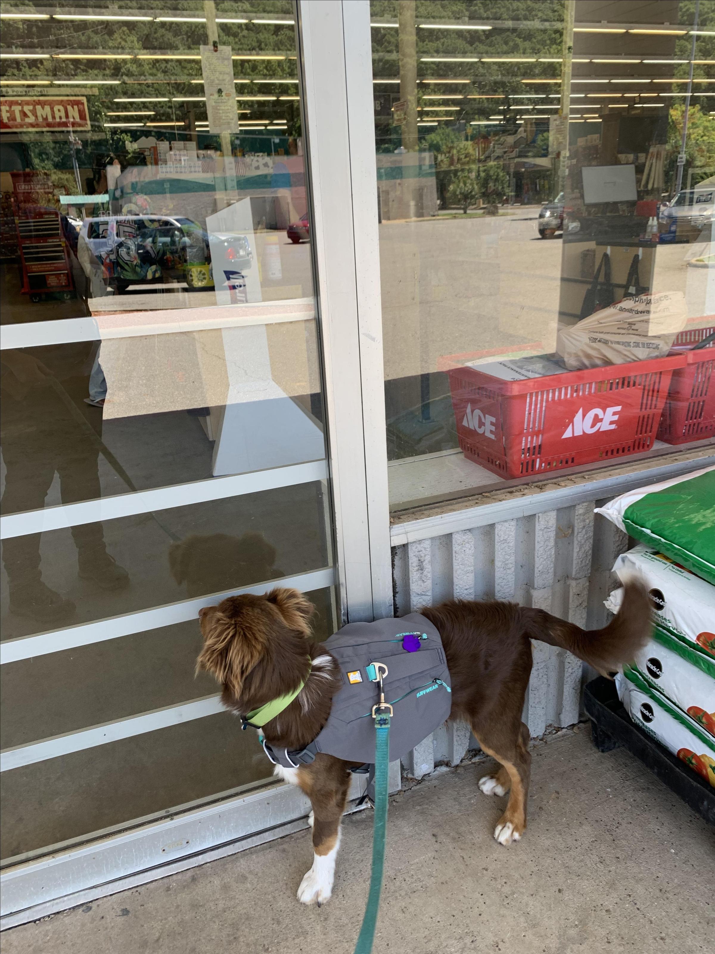 Pet Friendly Cantrell Ace Hardware