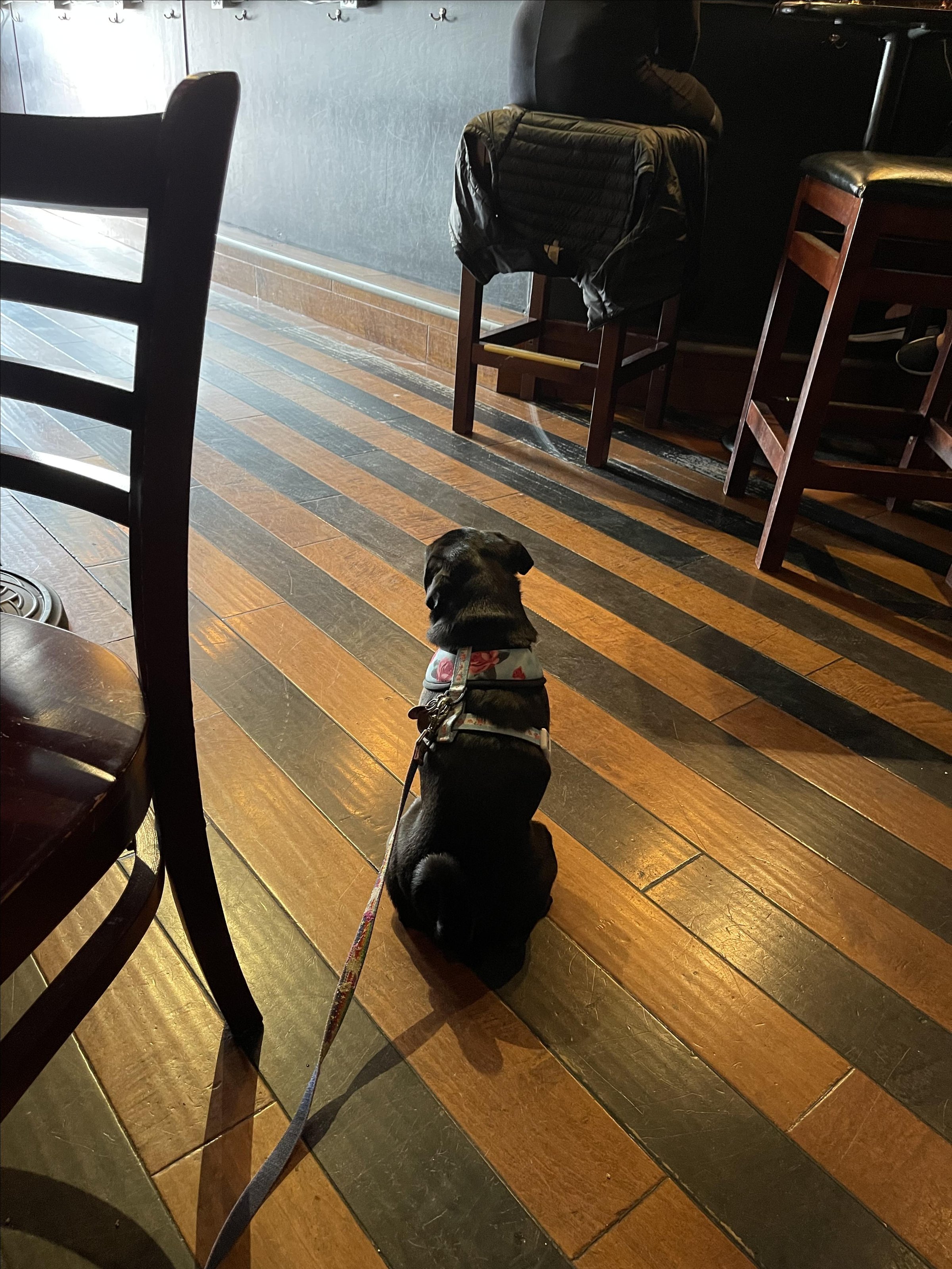 Pet Friendly Scarlet Lounge